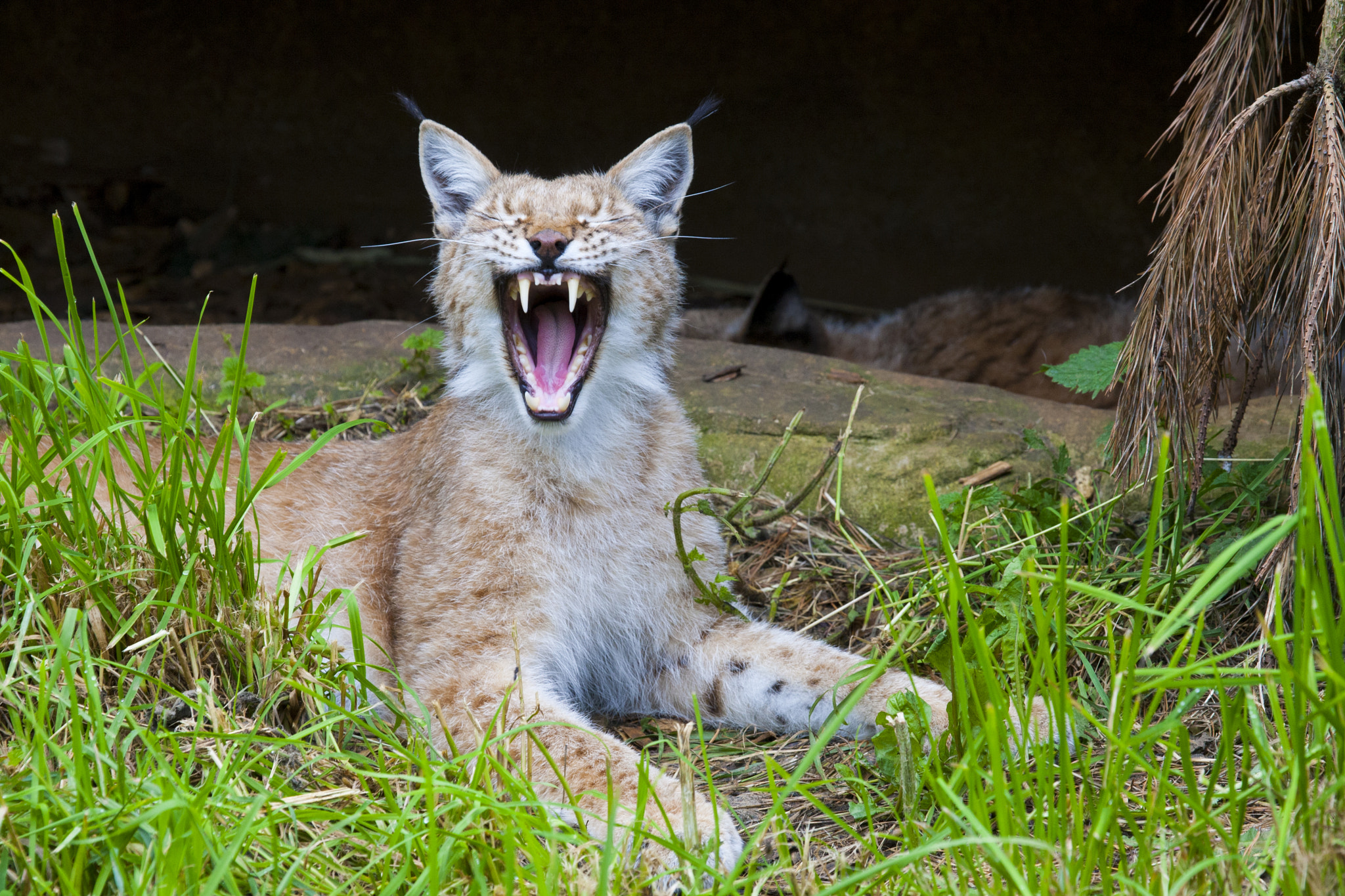 Canon EF 100-400mm F4.5-5.6L IS USM sample photo. Dental lynx photography