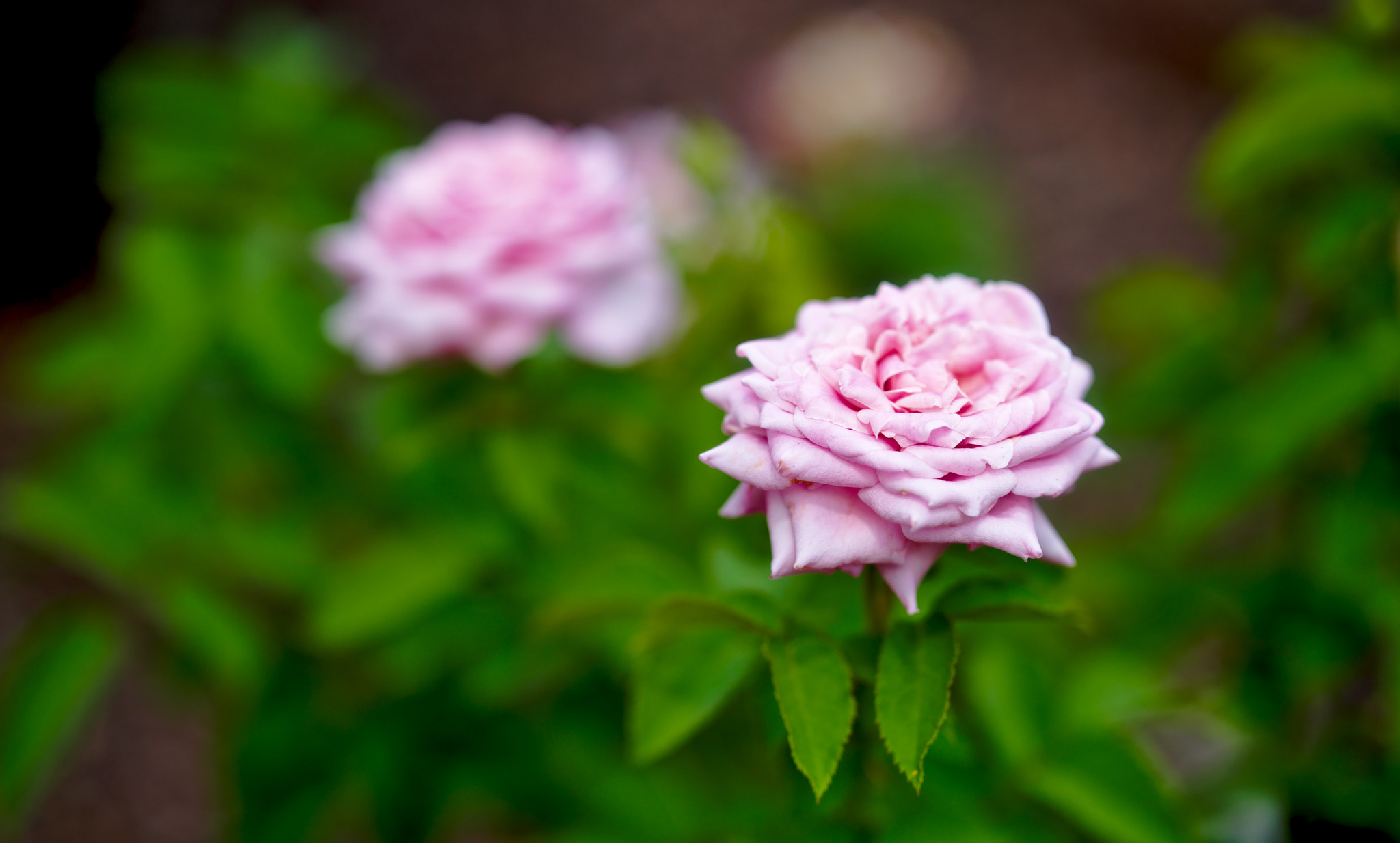 Manual Lens No CPU sample photo. "belinda's dream" - a hybrid tea rose photography