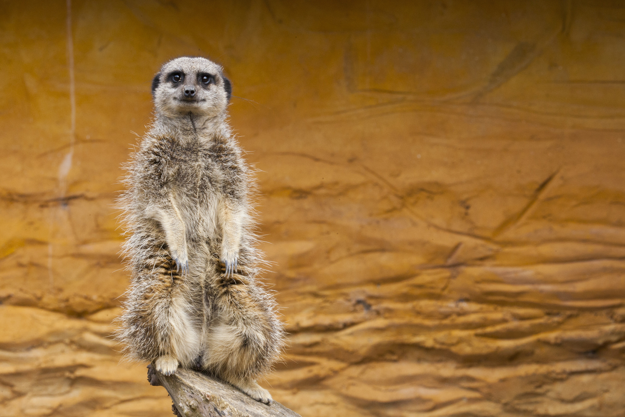 Canon EOS-1D Mark III + Canon EF 100-400mm F4.5-5.6L IS USM sample photo. Meerkat pose photography