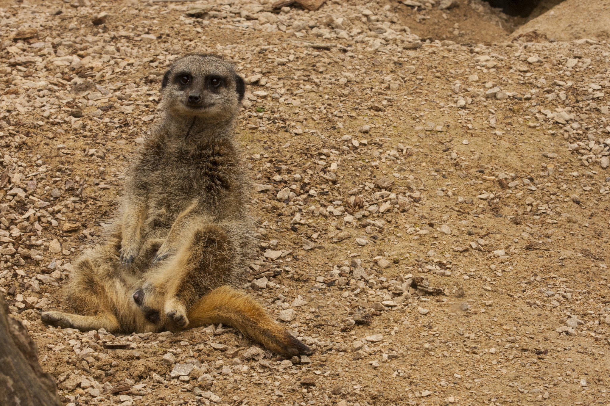Canon EOS-1D Mark III + Canon EF 100-400mm F4.5-5.6L IS USM sample photo. Relaxing meerkat photography
