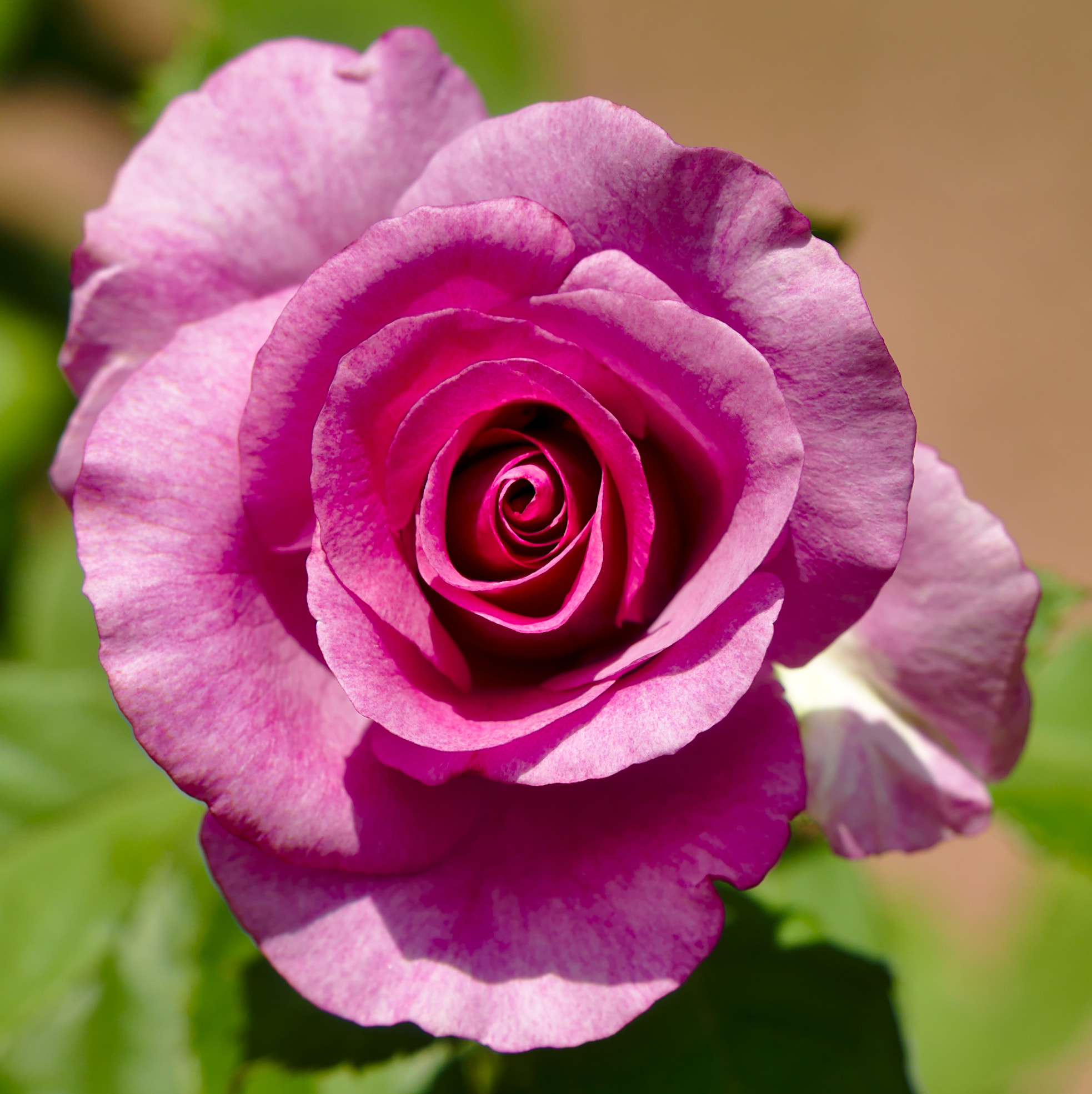 Manual Lens No CPU sample photo. "melody parfumee" - a hybrid rose photography