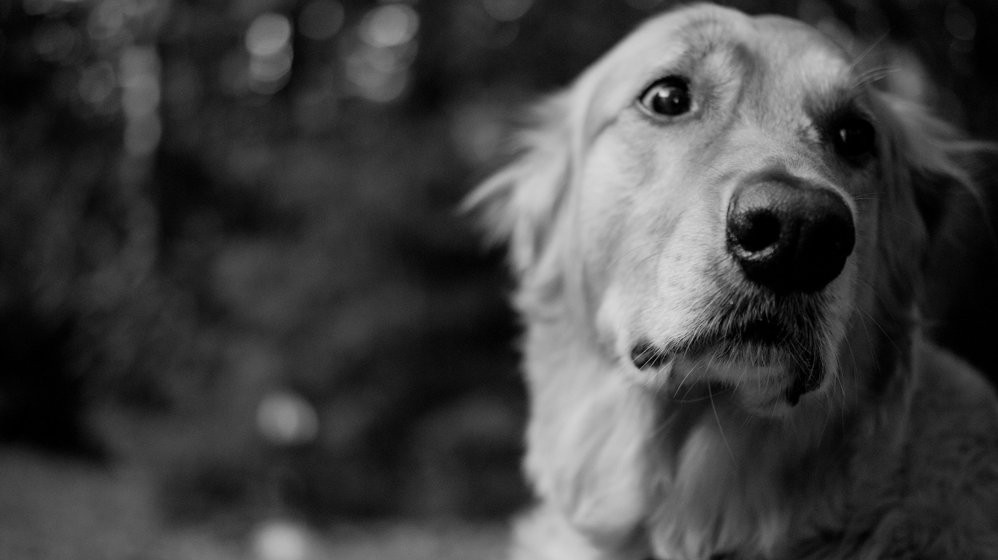 Sony SLT-A33 + Sony DT 35mm F1.8 SAM sample photo. It's a ruff life. photography