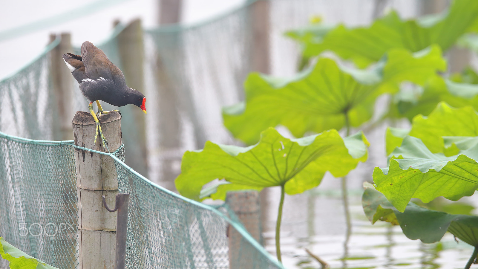 Canon EF 400mm F2.8L IS II USM sample photo. Bs3p2103.jpg photography