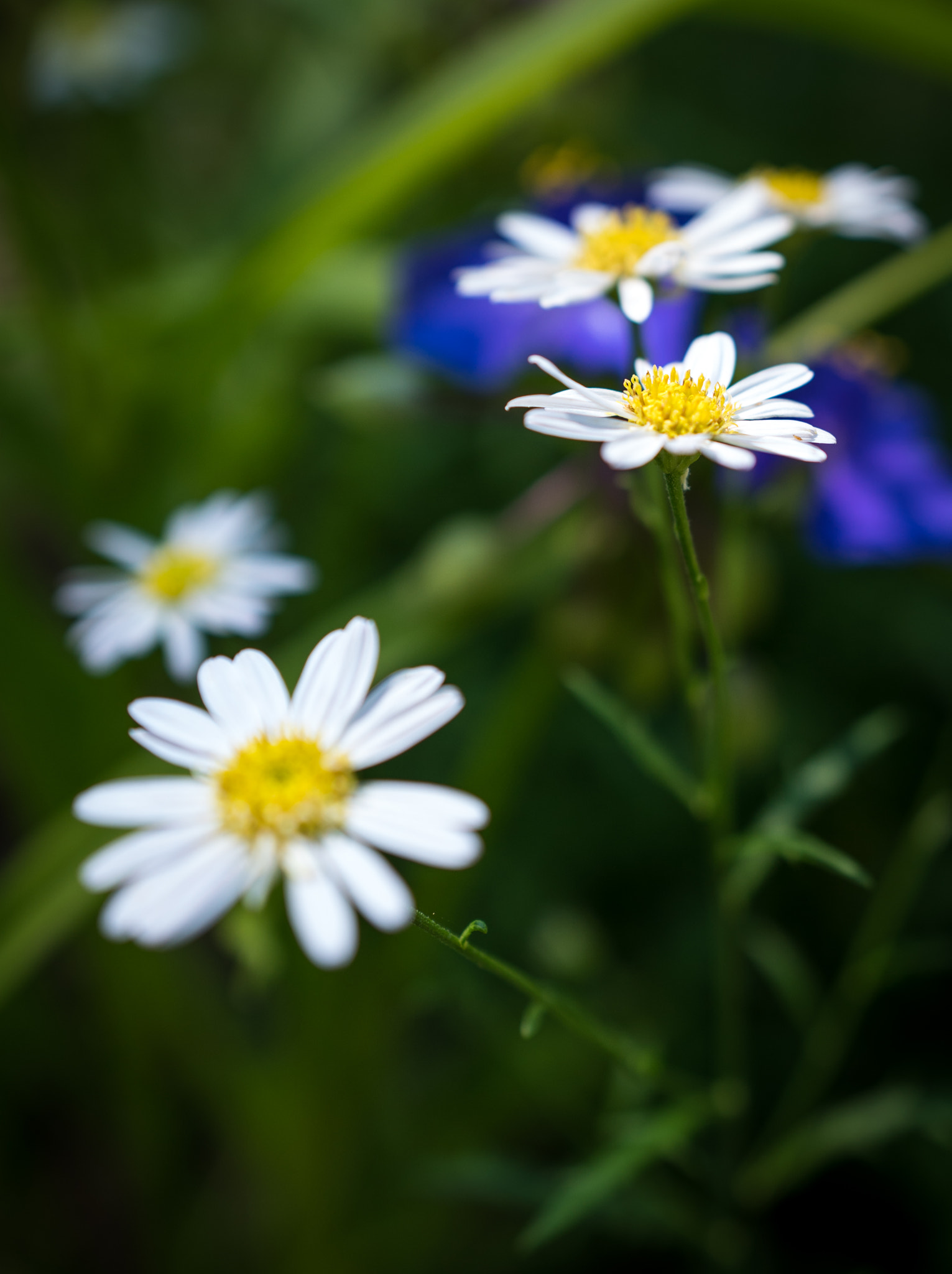 Sony a6300 + 18-35mm F1.8 DC HSM | Art 013 sample photo. White and blue photography