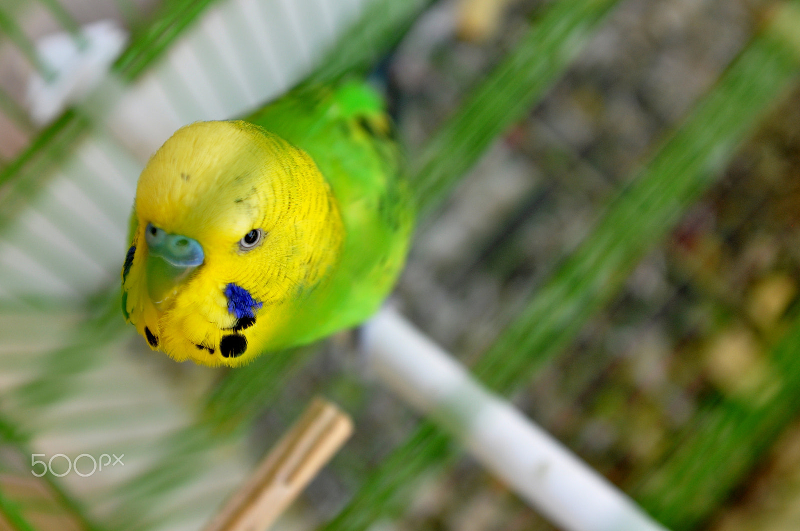 Nikon D90 + AF Zoom-Nikkor 28-85mm f/3.5-4.5 sample photo. Yellow and green photography