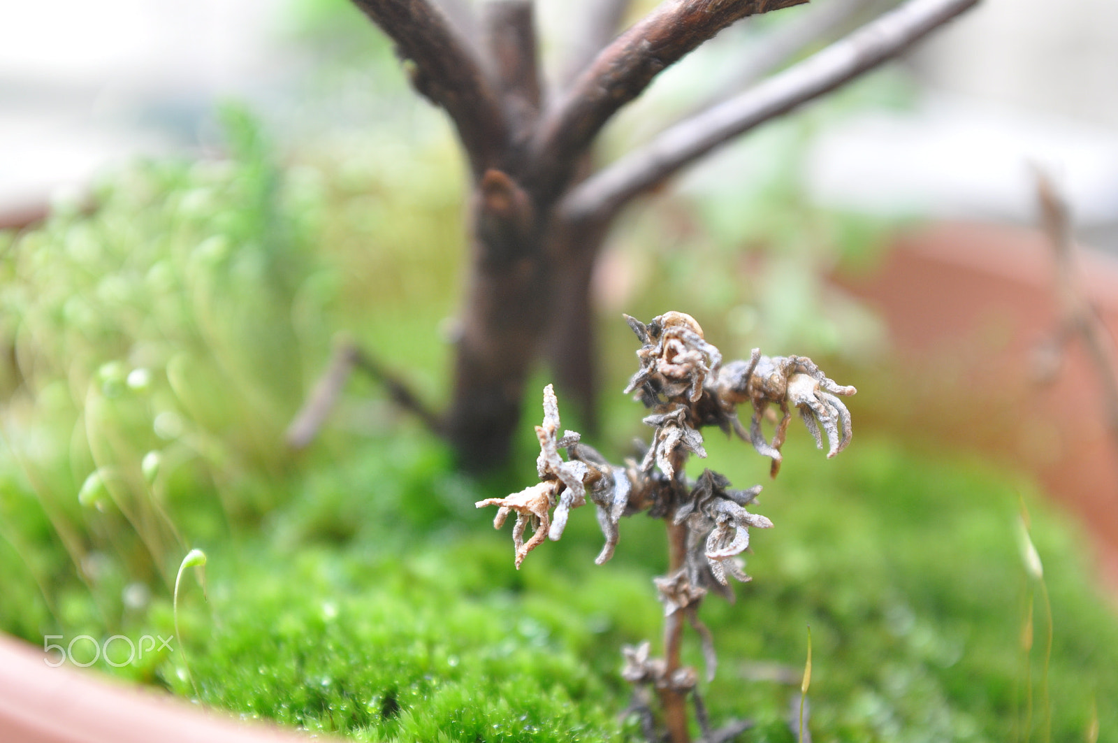 AF Zoom-Nikkor 28-85mm f/3.5-4.5 sample photo. Small life photography