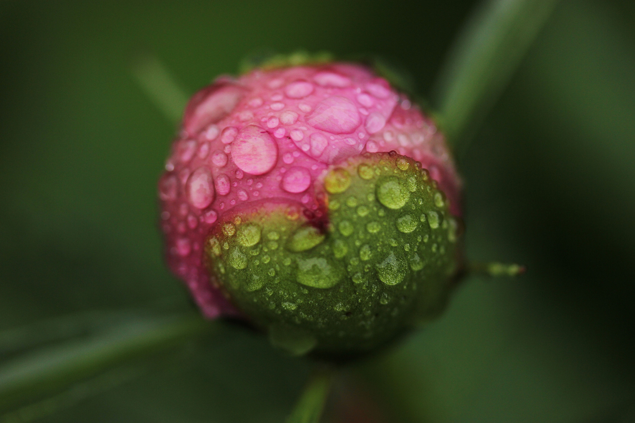 Canon EF-S 60mm F2.8 Macro USM sample photo. I heart you photography