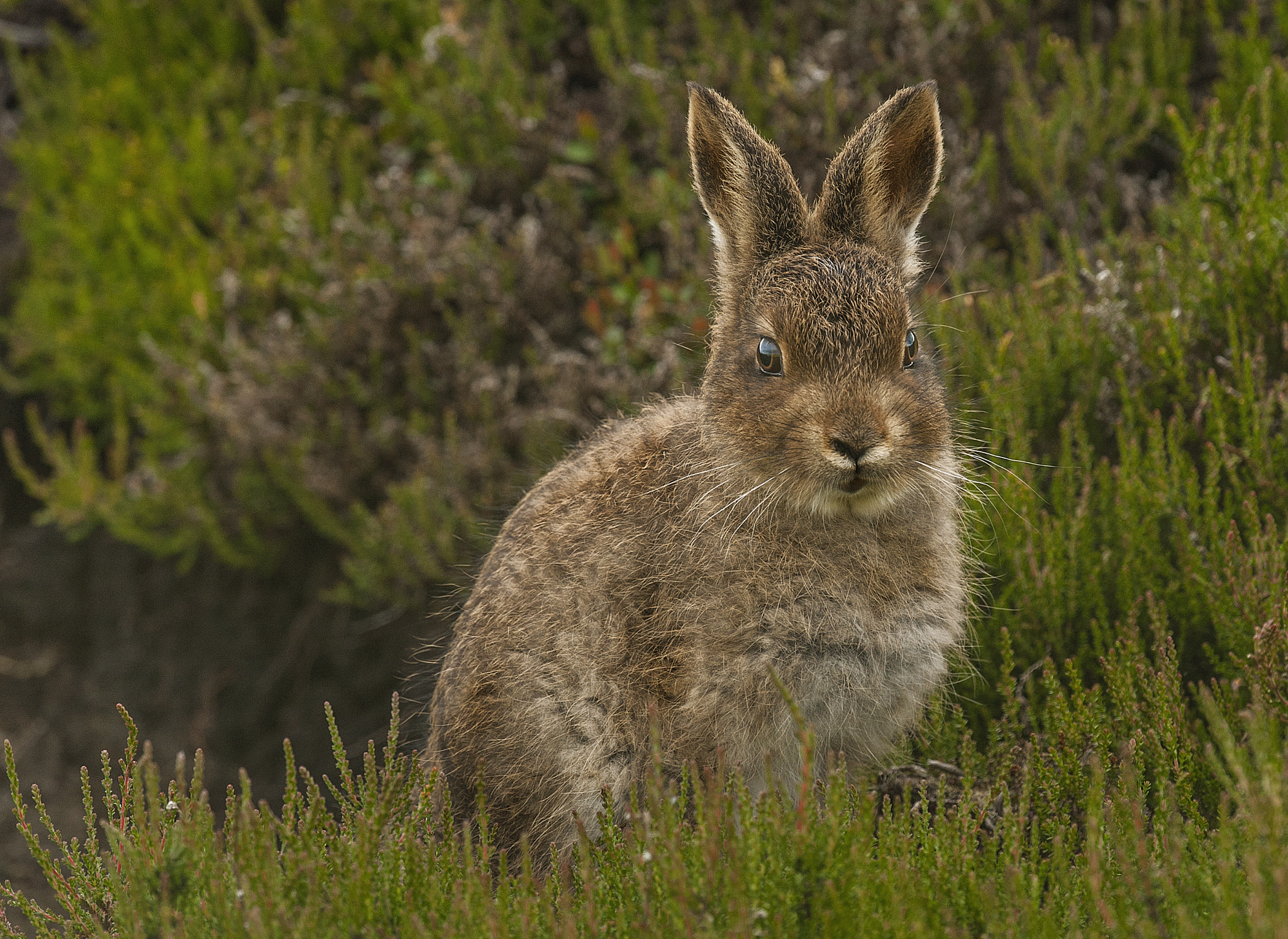 Nikon D700 + Nikon AF-S Nikkor 500mm F4G ED VR sample photo. Mountain hare leverit photography