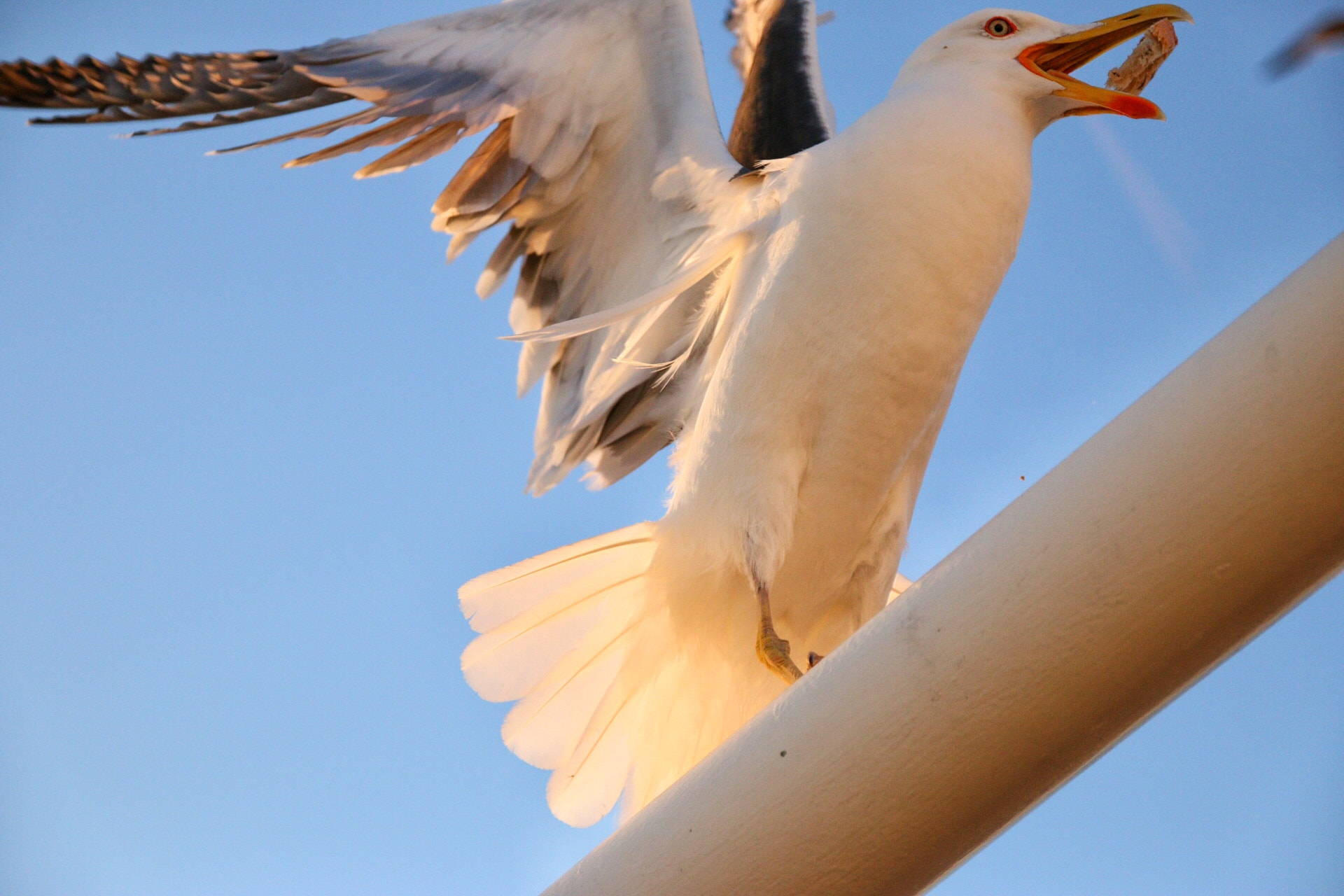 Canon 17-70mm sample photo. Captured this amazing moment！ photography