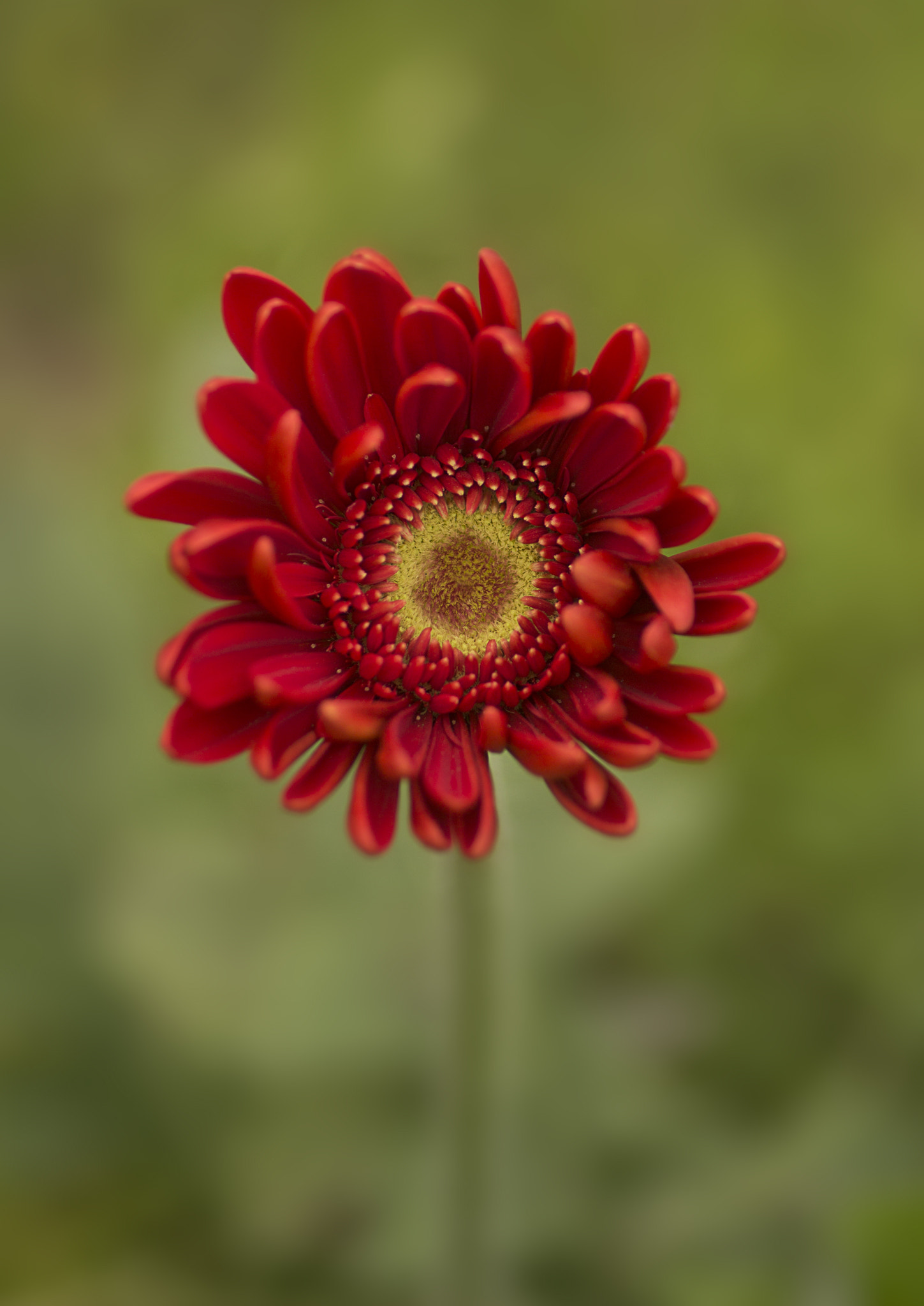 Canon EF 50mm F2.5 Macro sample photo. Feeling the red photography