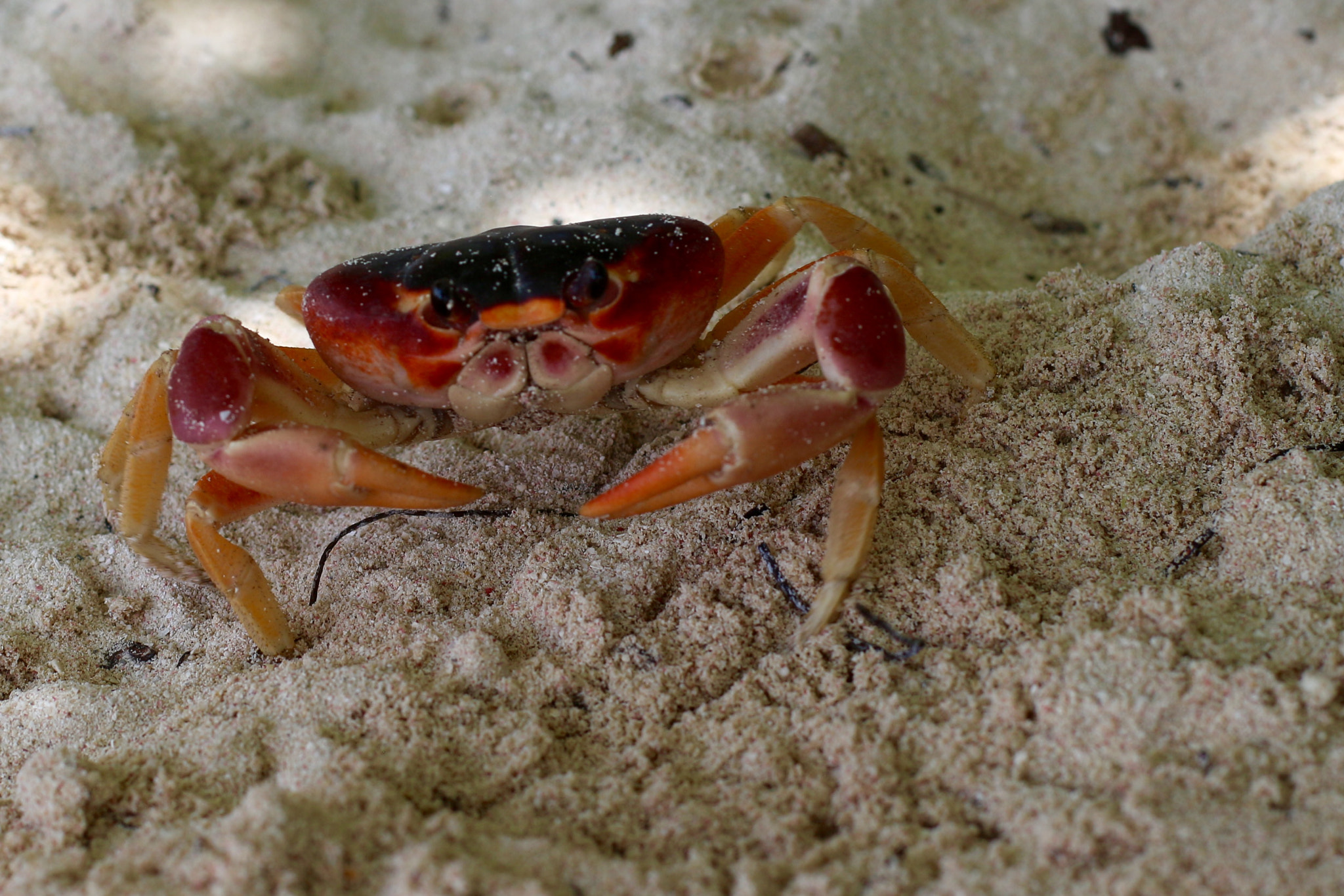 Canon EF 50mm F1.4 USM sample photo. Orange crab photography