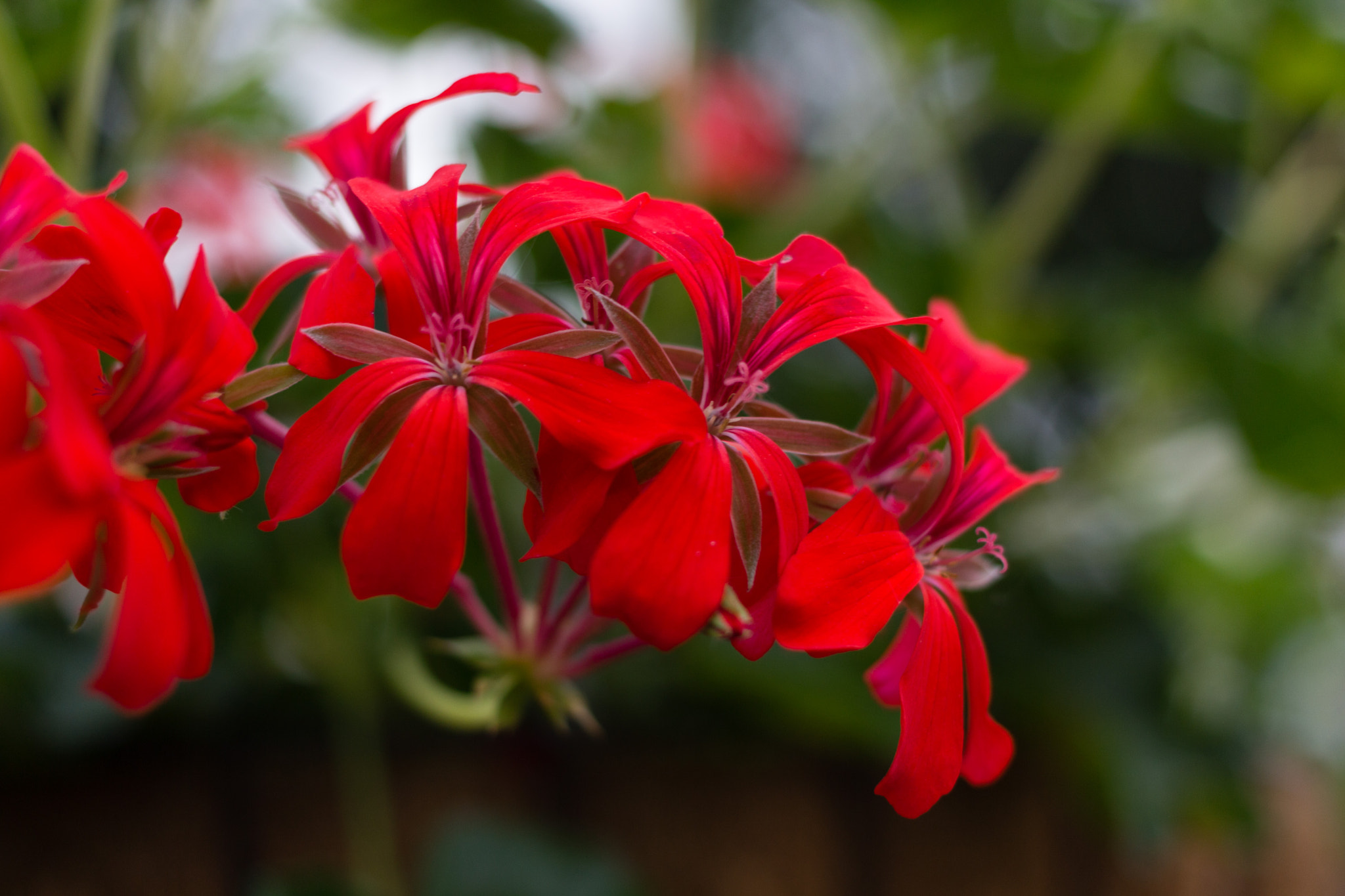 Canon EF 40mm F2.8 STM sample photo
