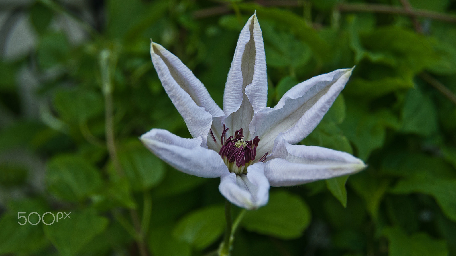 Sony Alpha DSLR-A330 sample photo. White flower photography