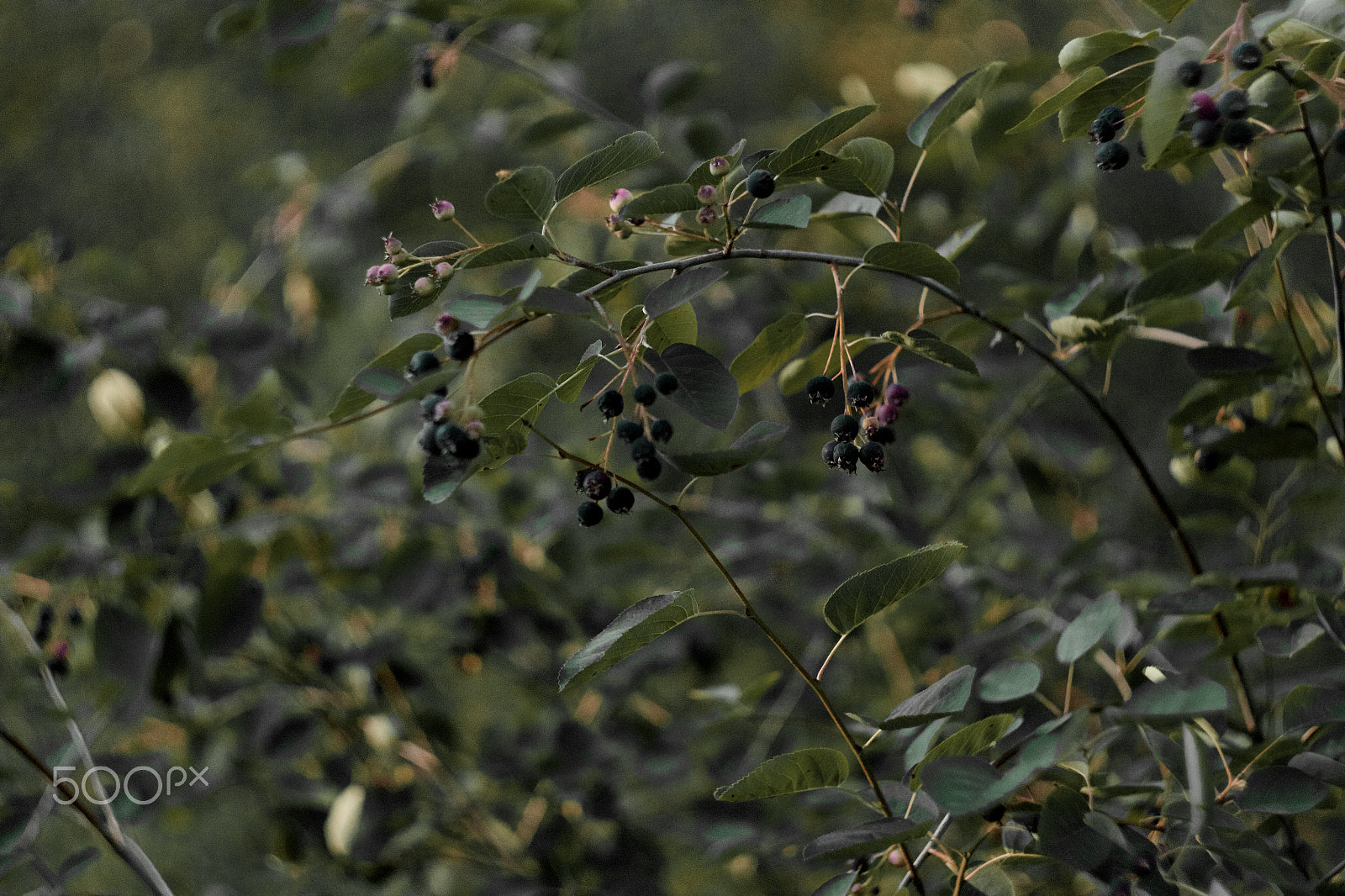 Canon EF 35-80mm f/4-5.6 sample photo. Wolfberry photography