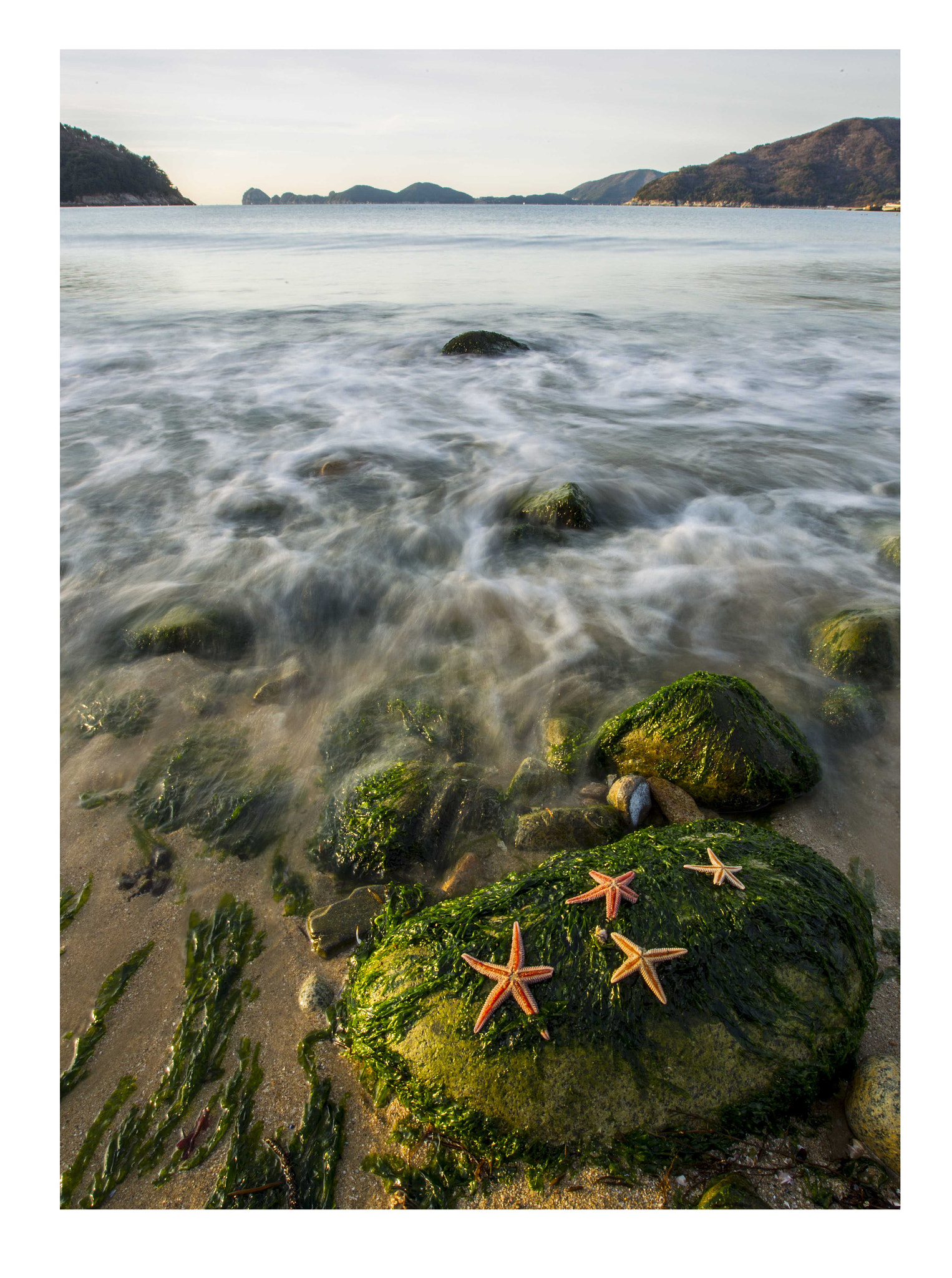 Canon EOS-1D Mark IV sample photo. Sunbathing starfish photography