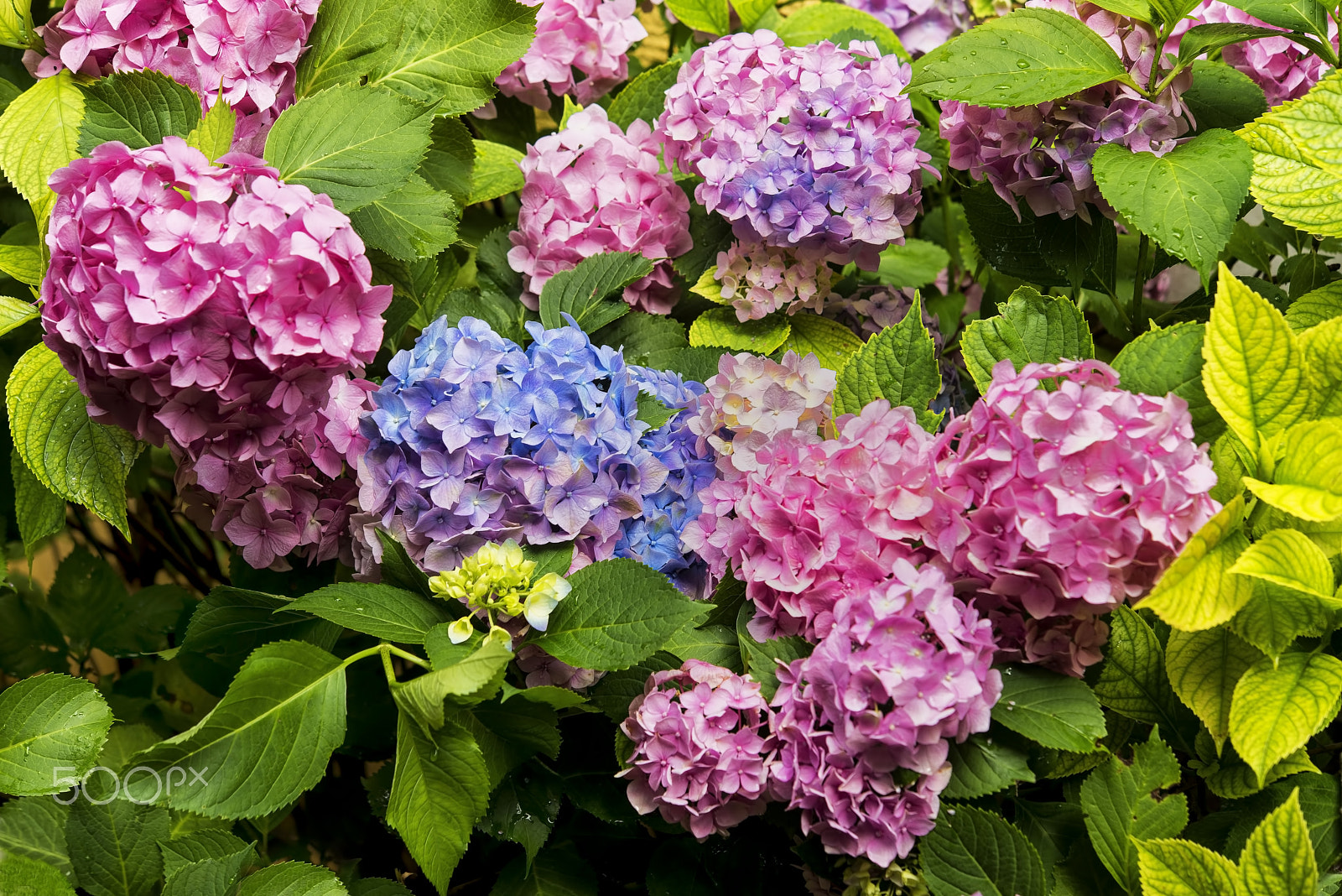 Nikon AF-S Micro-Nikkor 60mm F2.8G ED sample photo. Ortanca (hydrangea macrophylla)... photography