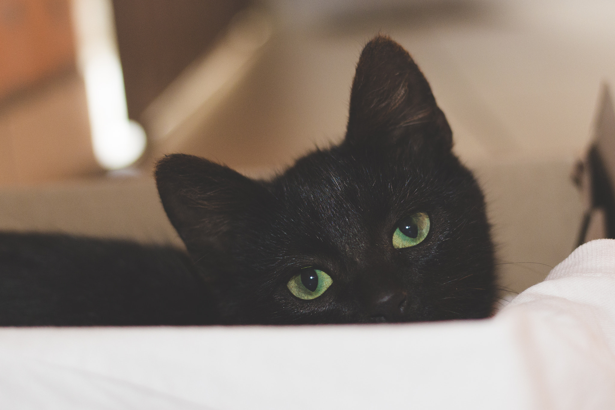 Canon EF 40mm F2.8 STM sample photo. Gatinho photography