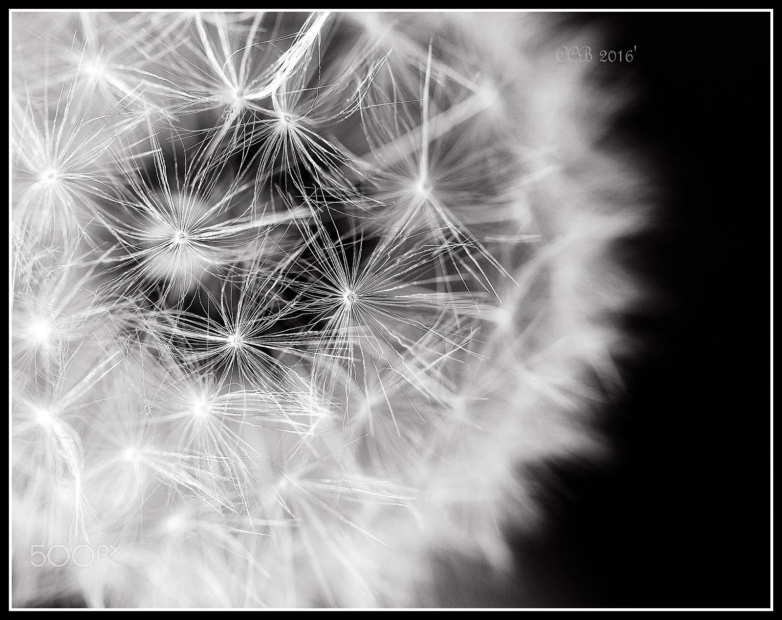 Canon EF-S 60mm F2.8 Macro USM sample photo. ~dandy lion~ photography