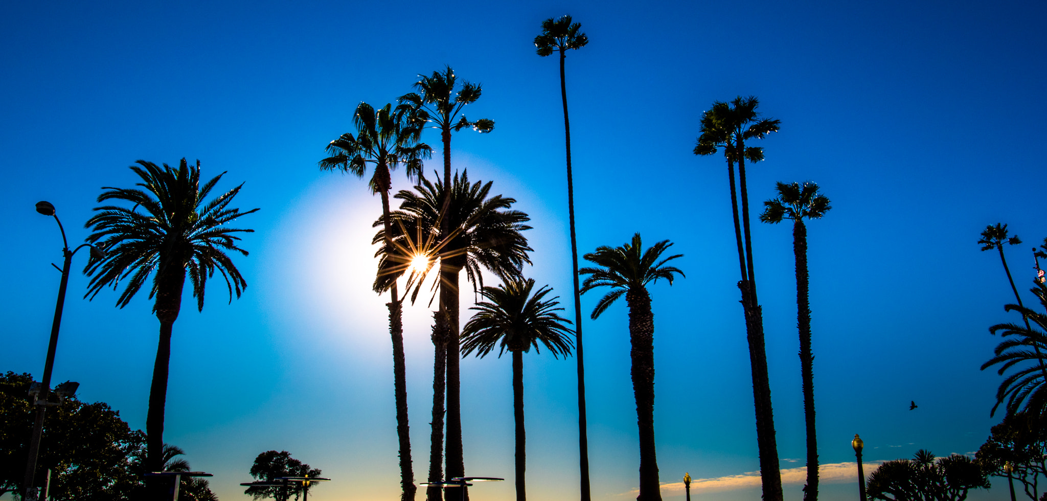 Nikon D5500 + Nikon AF-S Nikkor 20mm F1.8G ED sample photo. Palm tree and sun photography