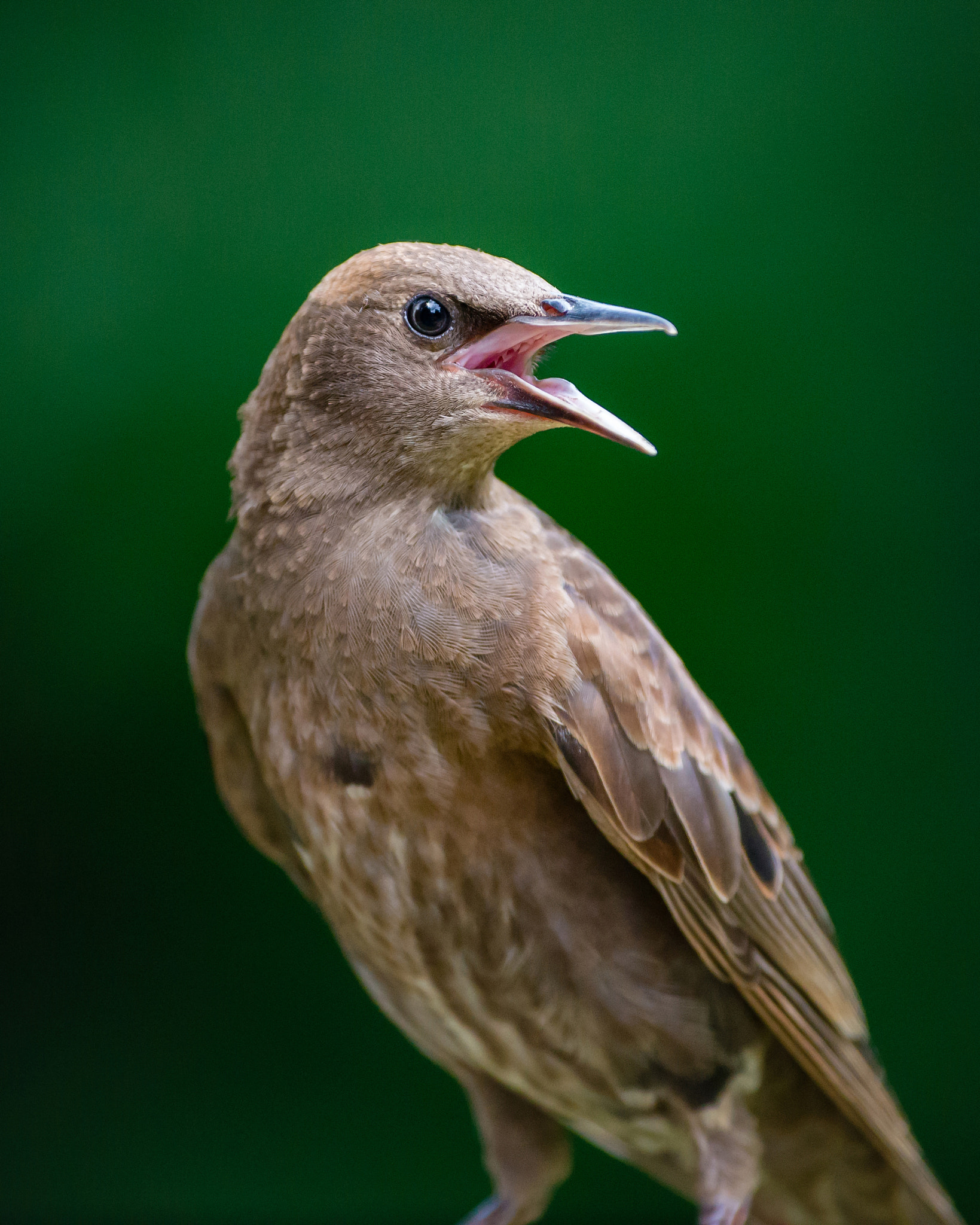 Sigma 500mm F4.5 EX DG HSM sample photo. "wtf!!" photography