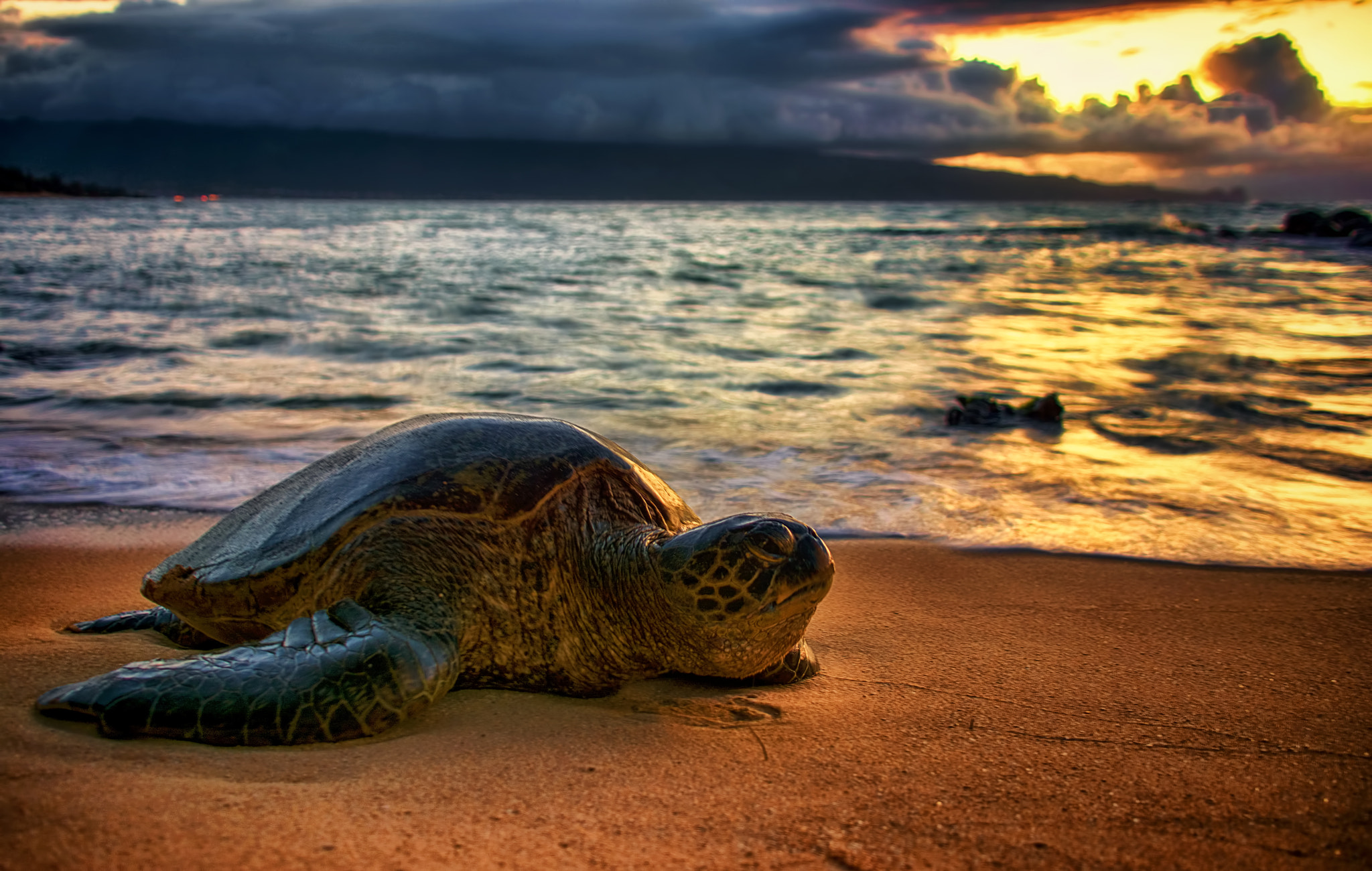 Sigma 18-50mm F2.8-4.5 DC OS HSM sample photo. Hawaiian sea turtle photography