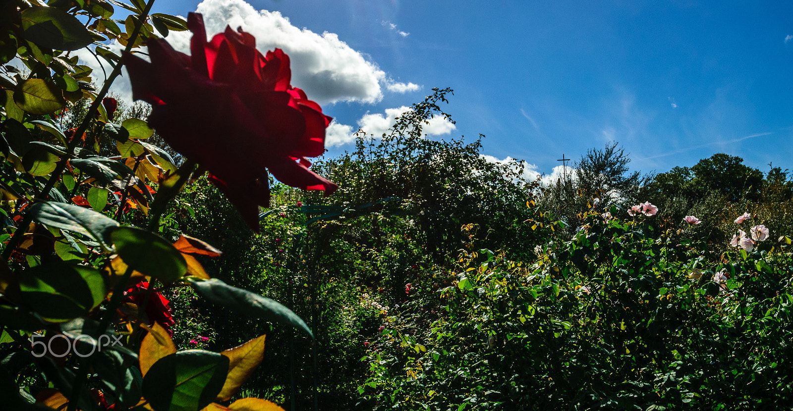 Nikon D5300 + Tamron SP AF 10-24mm F3.5-4.5 Di II LD Aspherical (IF) sample photo. Rose with sky w photography