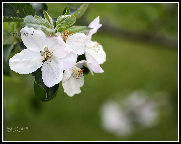 Canon EOS 700D (EOS Rebel T5i / EOS Kiss X7i) + Canon EF-S 60mm F2.8 Macro USM sample photo. ~blossom~ photography