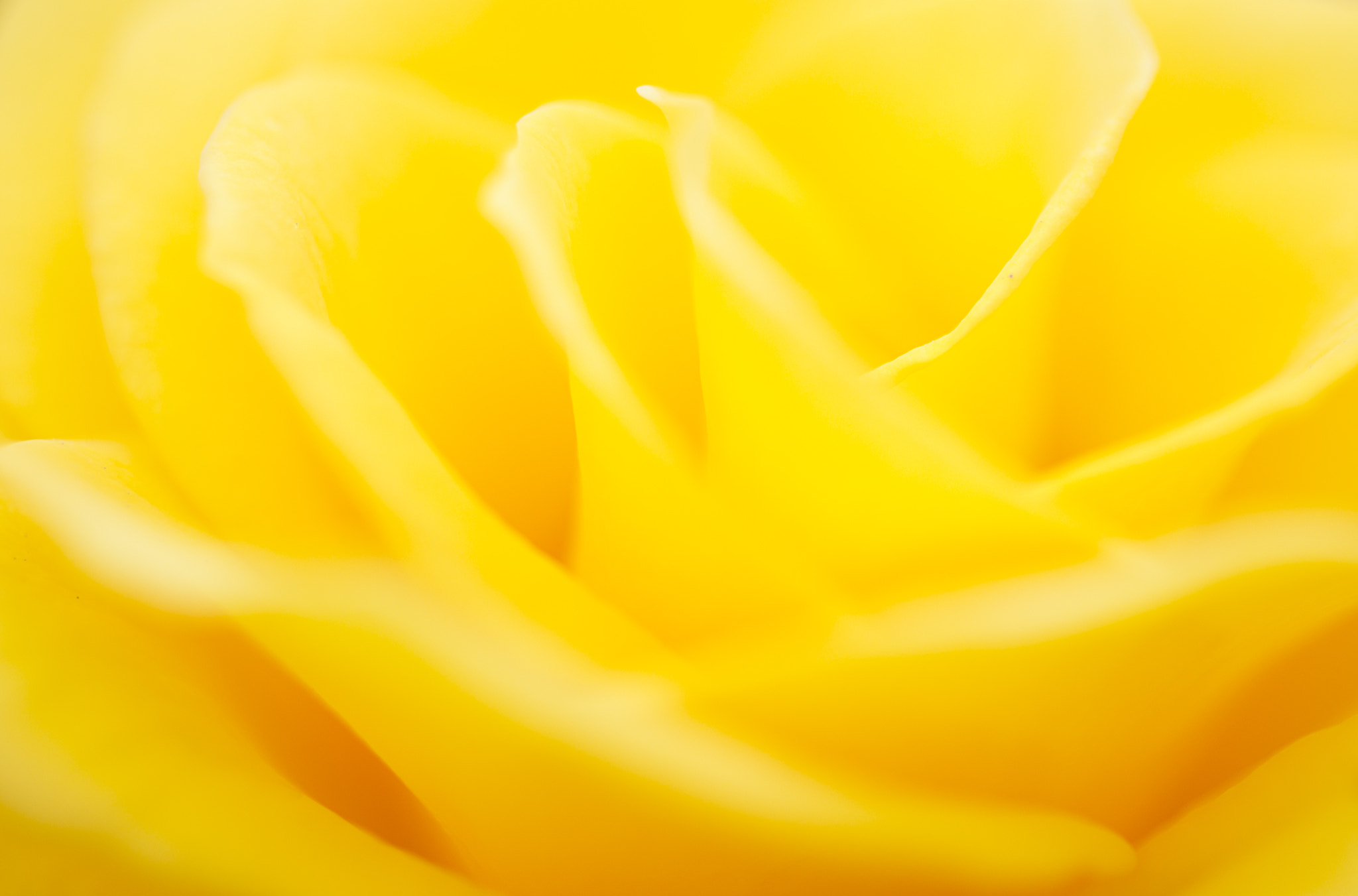 Canon EF 50mm F2.5 Macro sample photo. Vital yellow photography