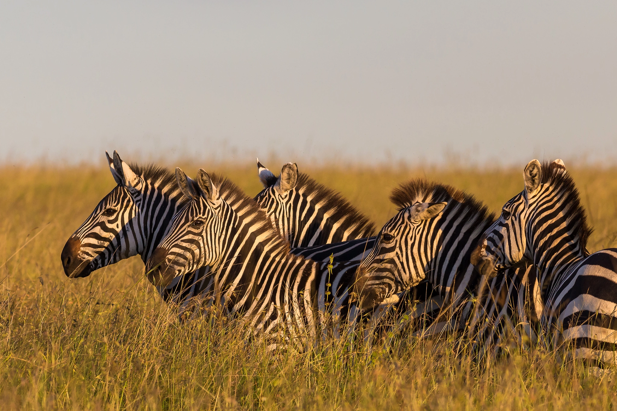 Canon EOS 6D + Canon EF 400mm F5.6L USM sample photo. Zebras photography