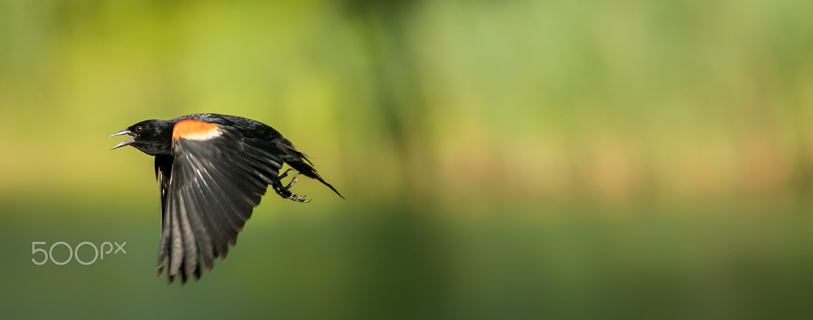 Canon EF 400mm F5.6L USM sample photo. Red winged blackbird photography