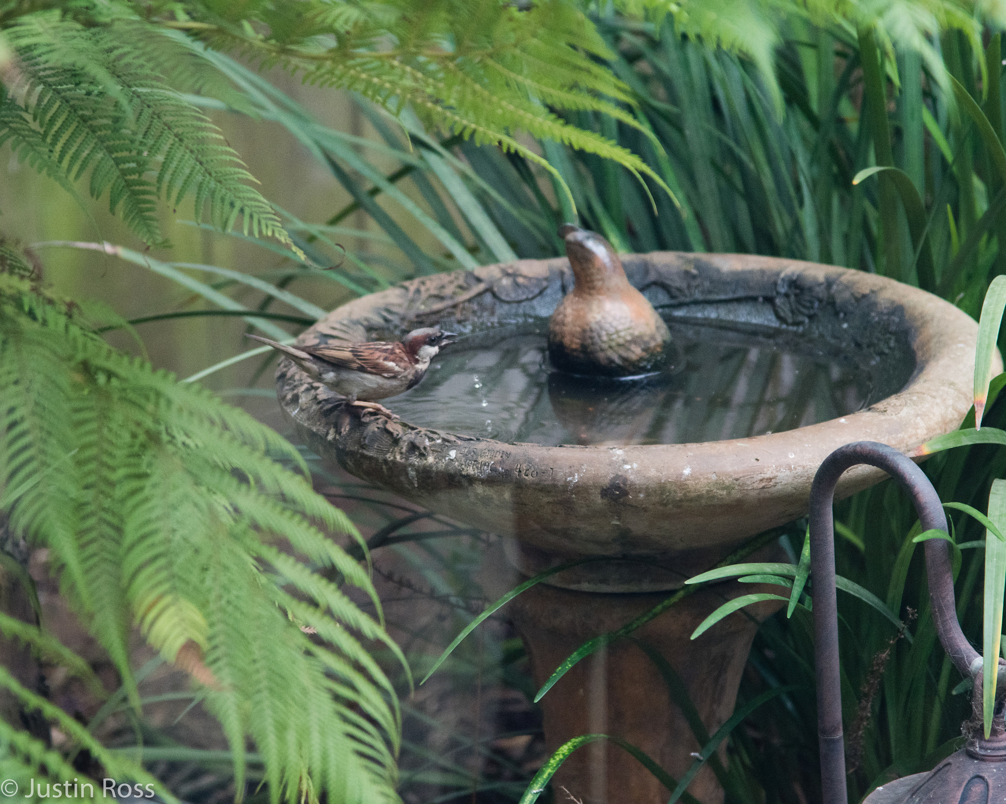 Nikon D500 sample photo. Just taking a drink photography