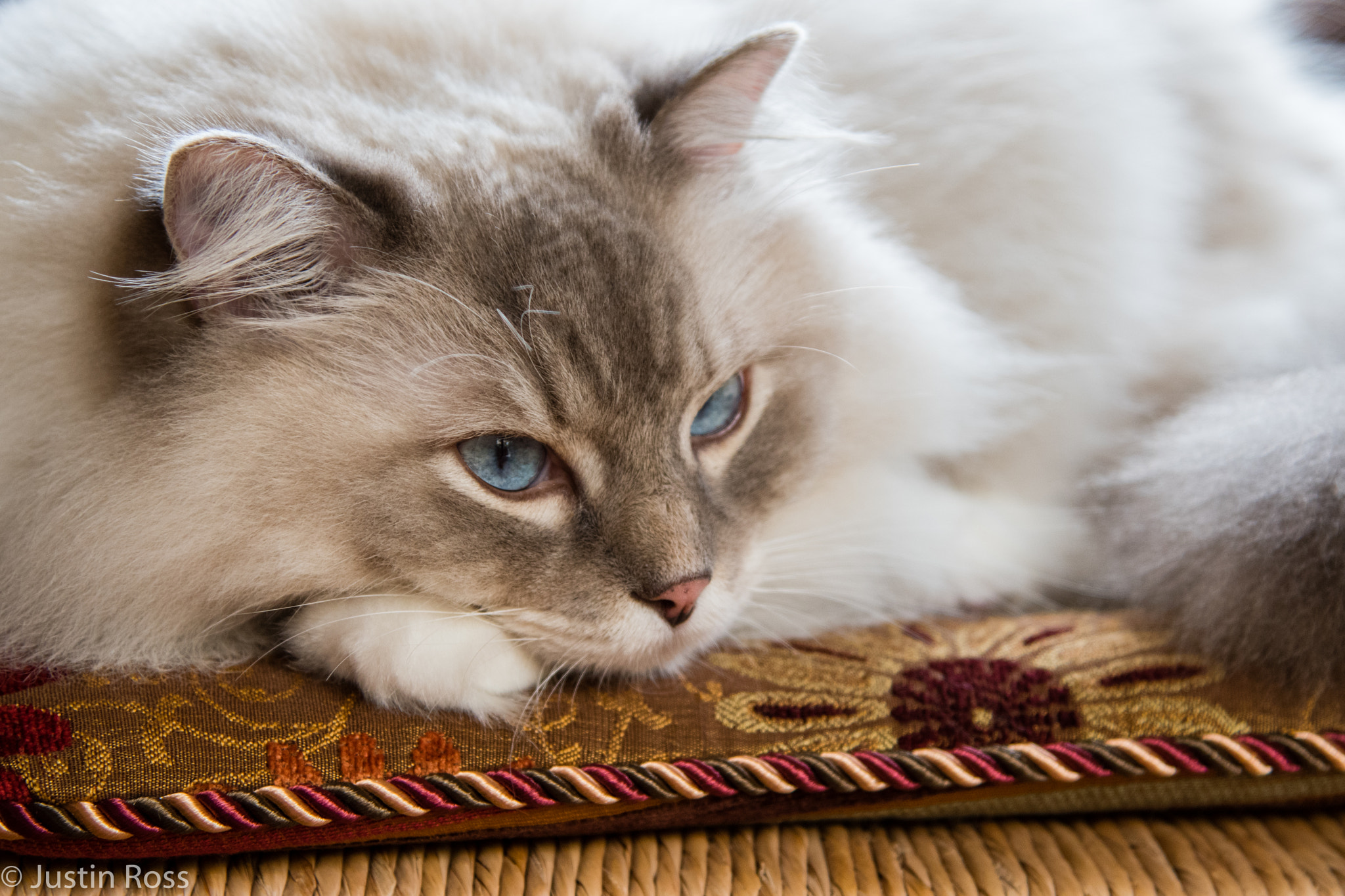 Nikon D500 sample photo. Lazy kitty photography