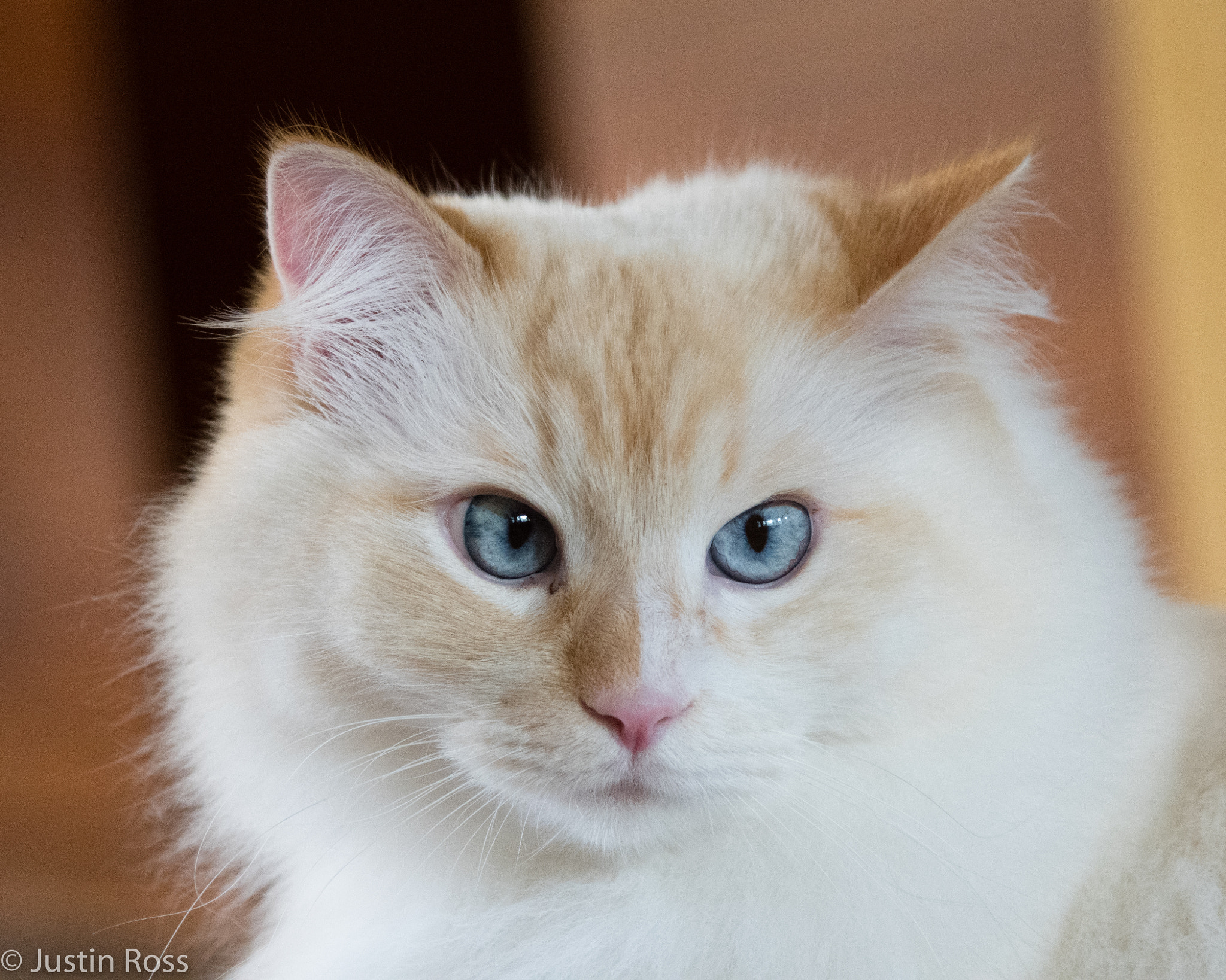 Nikon D500 sample photo. Awake and alert photography