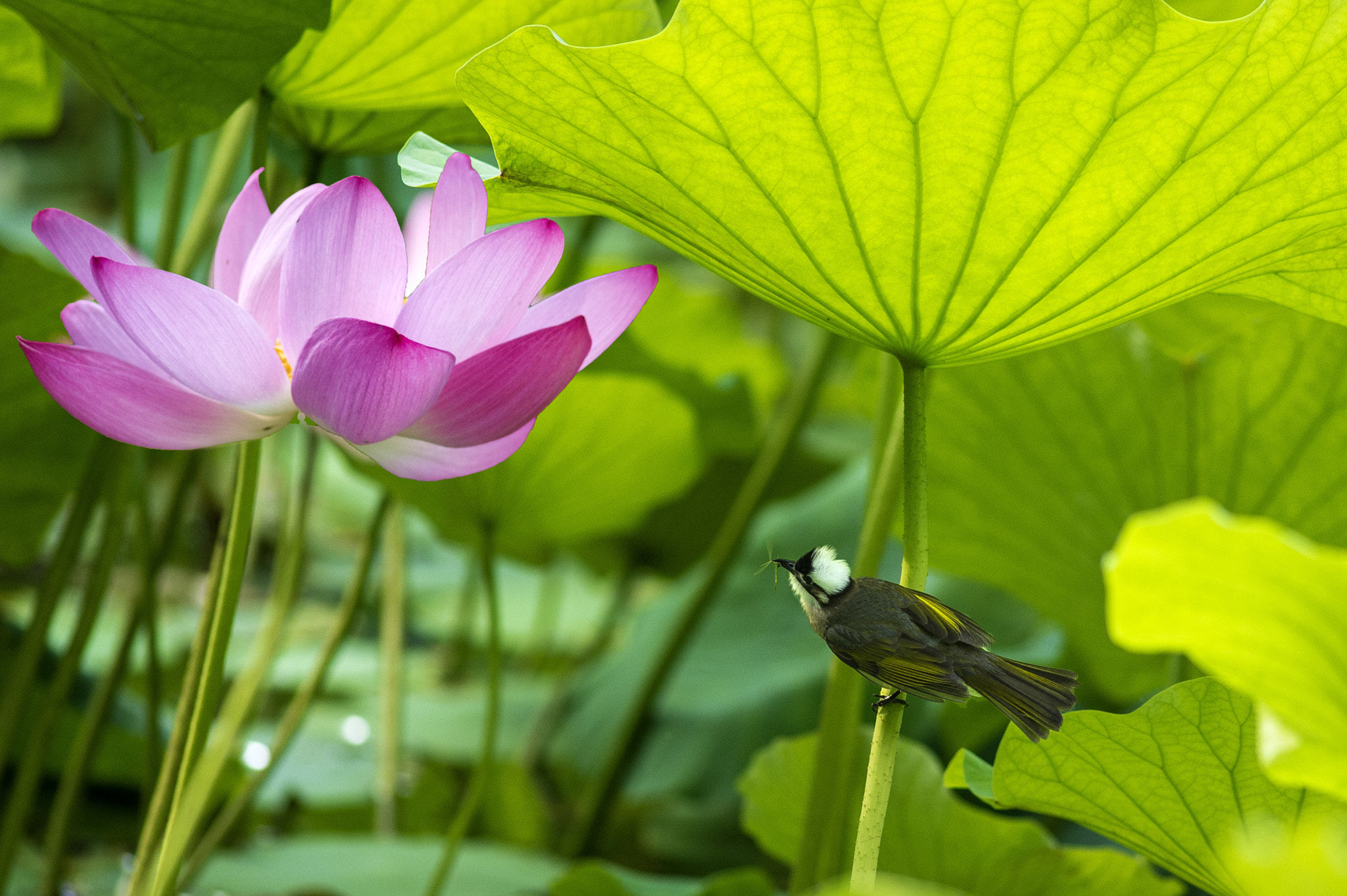 Nikon Df + AF Nikkor 300mm f/4 IF-ED sample photo. Untitled photography