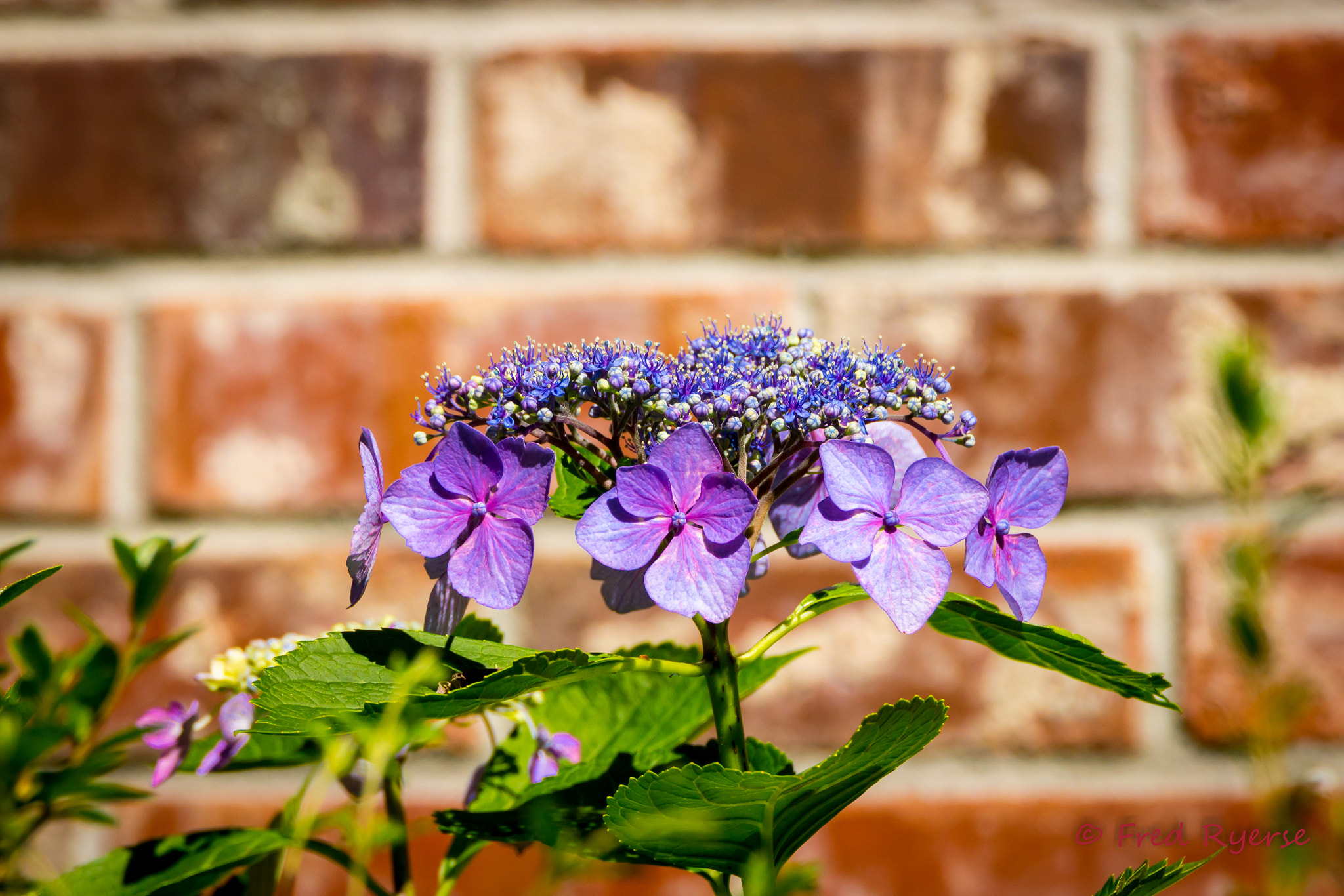 Tamron SP 150-600mm F5-6.3 Di VC USD sample photo. Purple hydrangea photography
