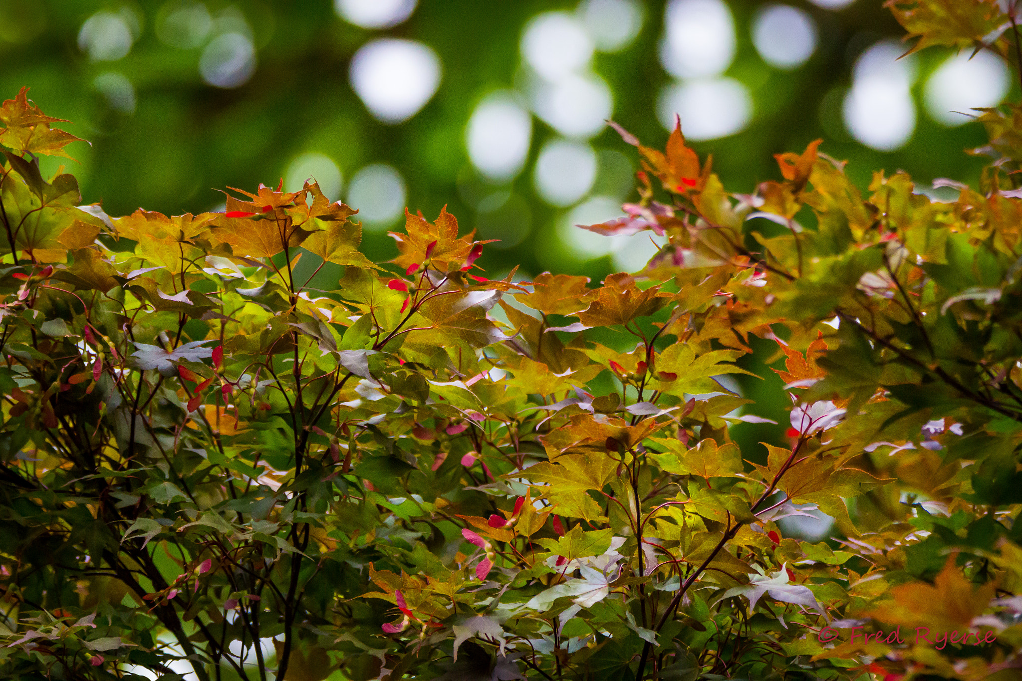 Tamron SP 150-600mm F5-6.3 Di VC USD sample photo. Tree leaves photography
