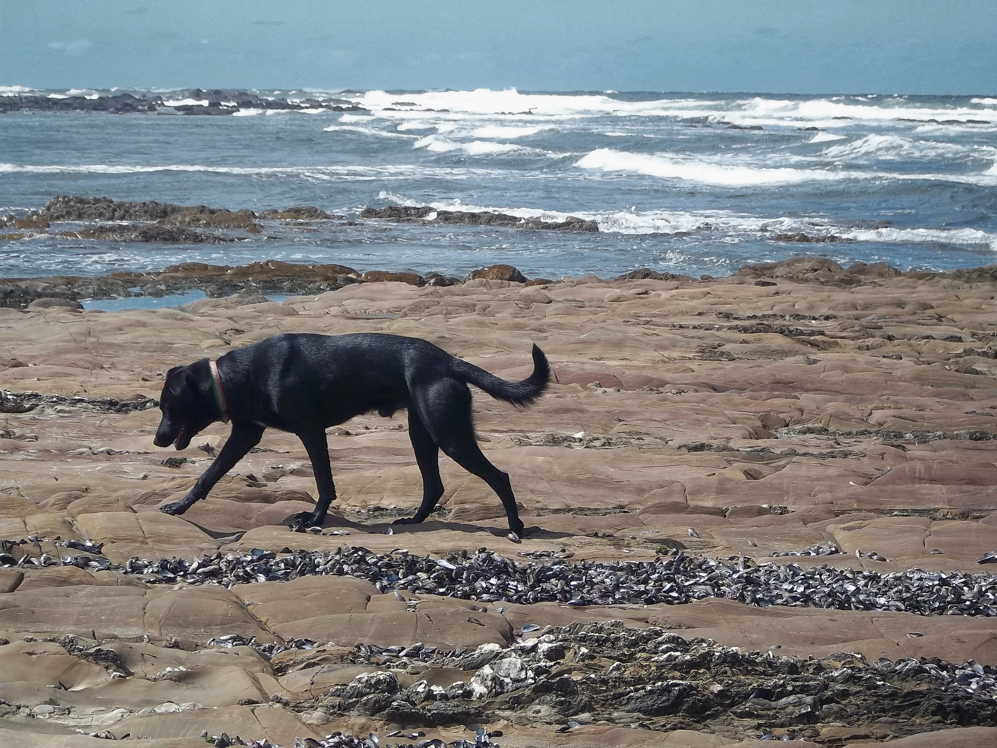 Kodak EASYSHARE C143 DIGITAL CAMERA sample photo. The dog and the sea photography