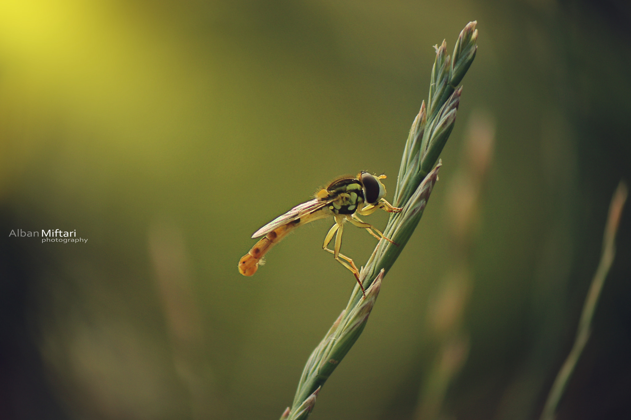 Canon EF-S 55-250mm F4-5.6 IS sample photo. Insect by albanmiftari photographer photography