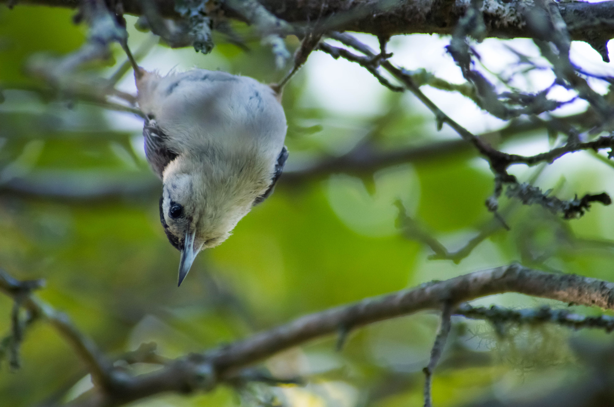 Pentax K-50 + Tamron AF 70-300mm F4-5.6 Di LD Macro sample photo. Nuthatch photography