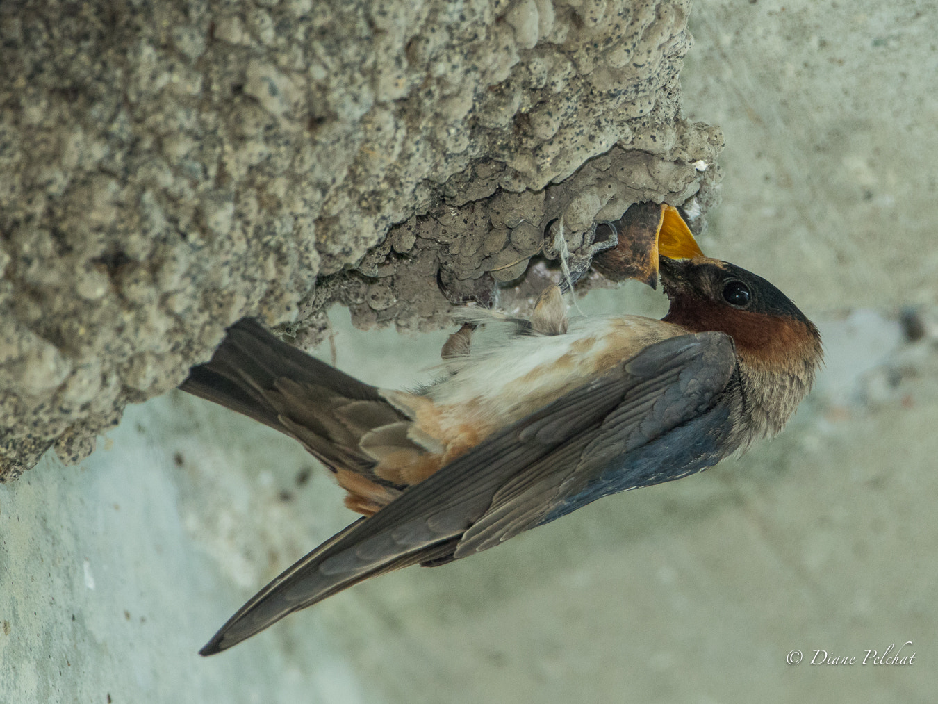 Canon EF 300mm F2.8L IS II USM sample photo. Cliff swallow-hirondelle à front blanc photography