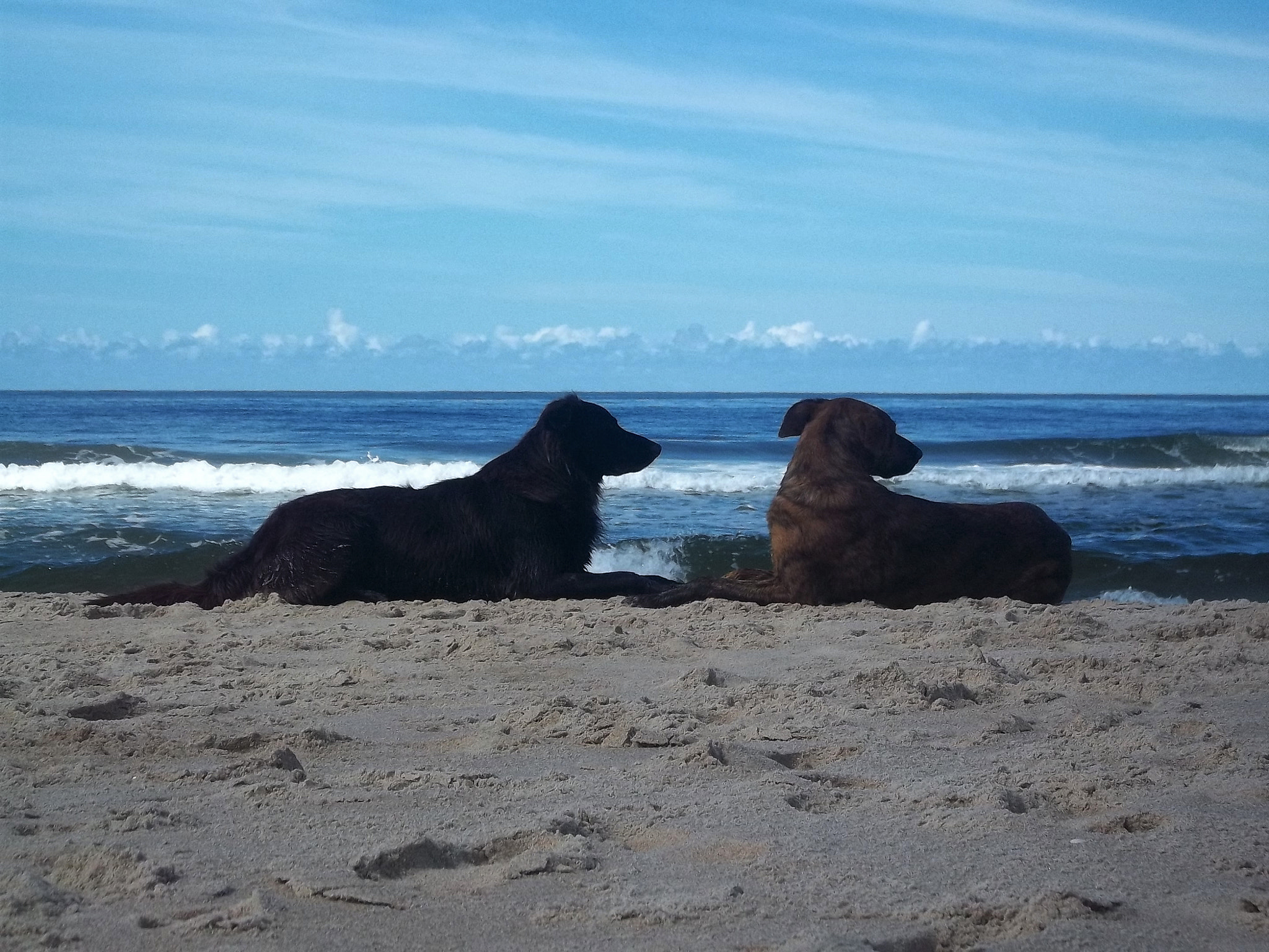 Kodak EASYSHARE C143 DIGITAL CAMERA sample photo. Dogs friends photography