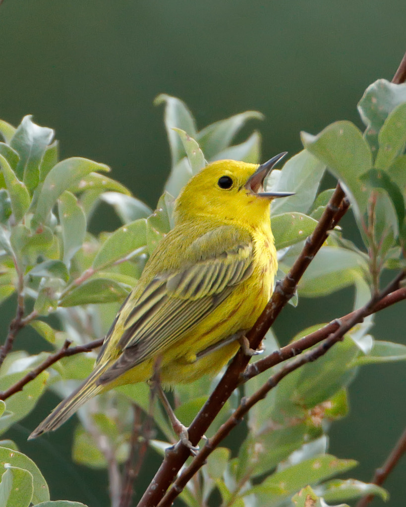 yellow warbler (Setophaga petechia) by Ron Harris / 500px