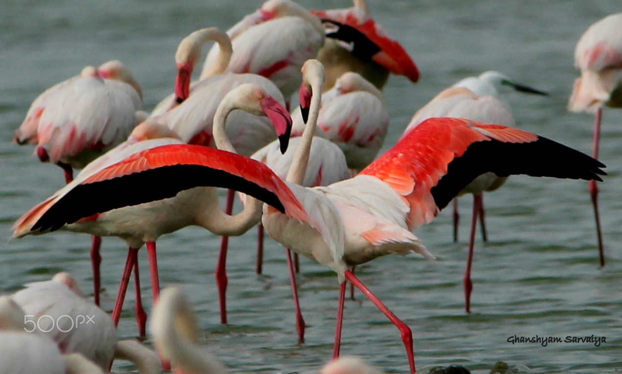 Sigma 150-500mm F5-6.3 DG OS HSM sample photo. Greater flamingo spreading his wings. photography