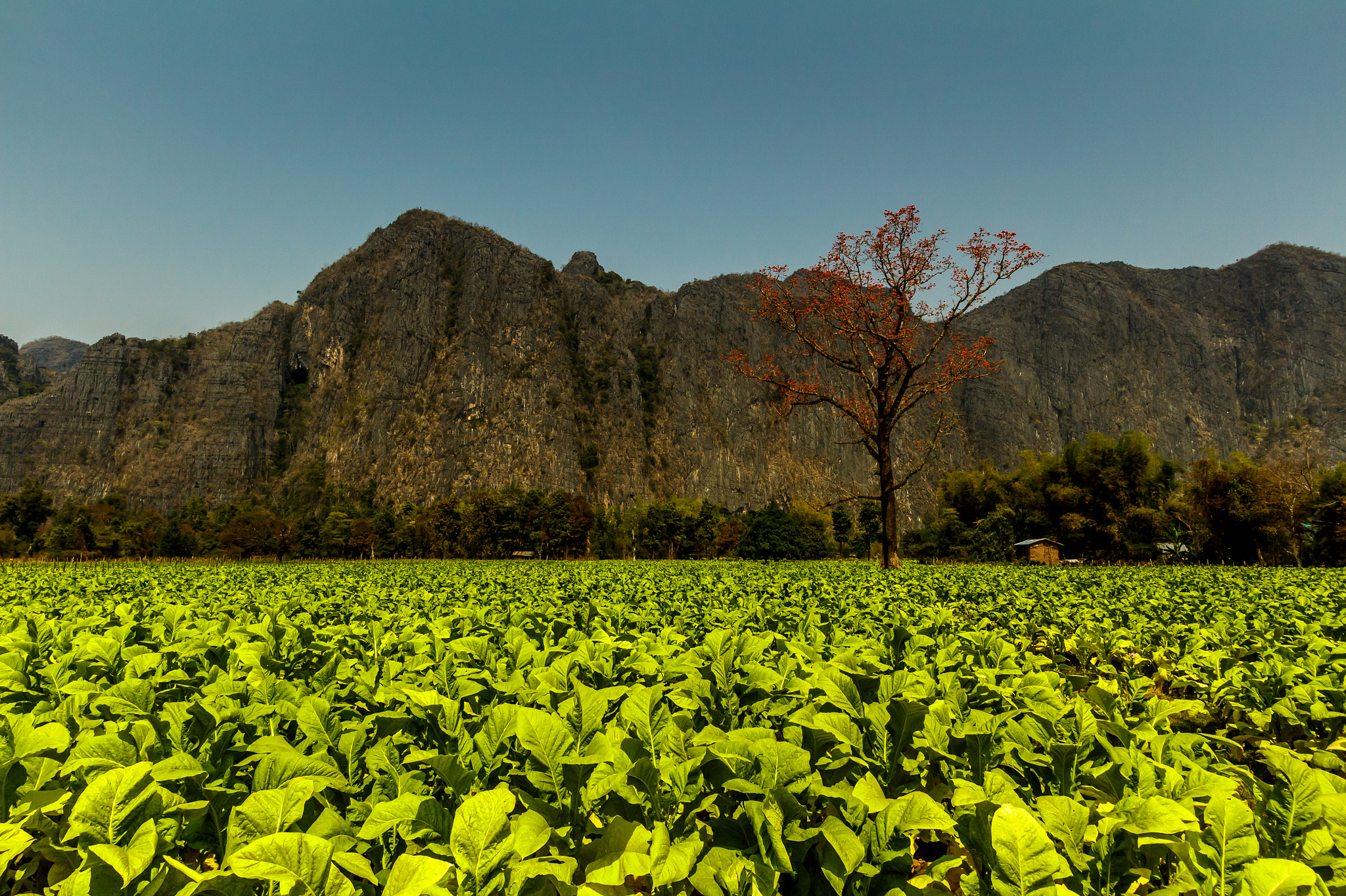 Canon EF-S 10-22mm F3.5-4.5 USM sample photo. Red tree in green field photography
