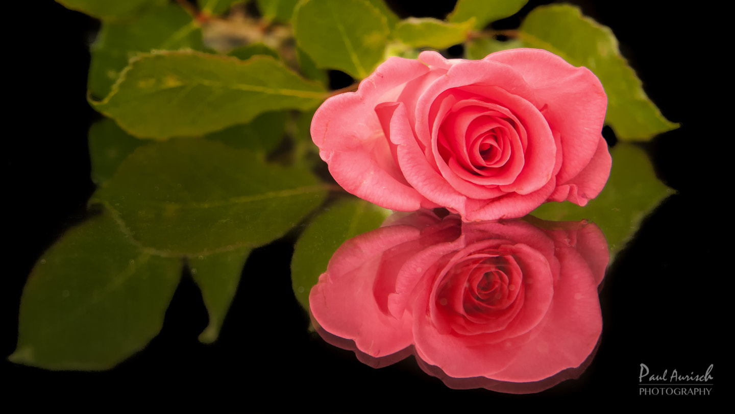 Nikon AF Nikkor 24-85mm F2.8-4D IF sample photo. Rose photography