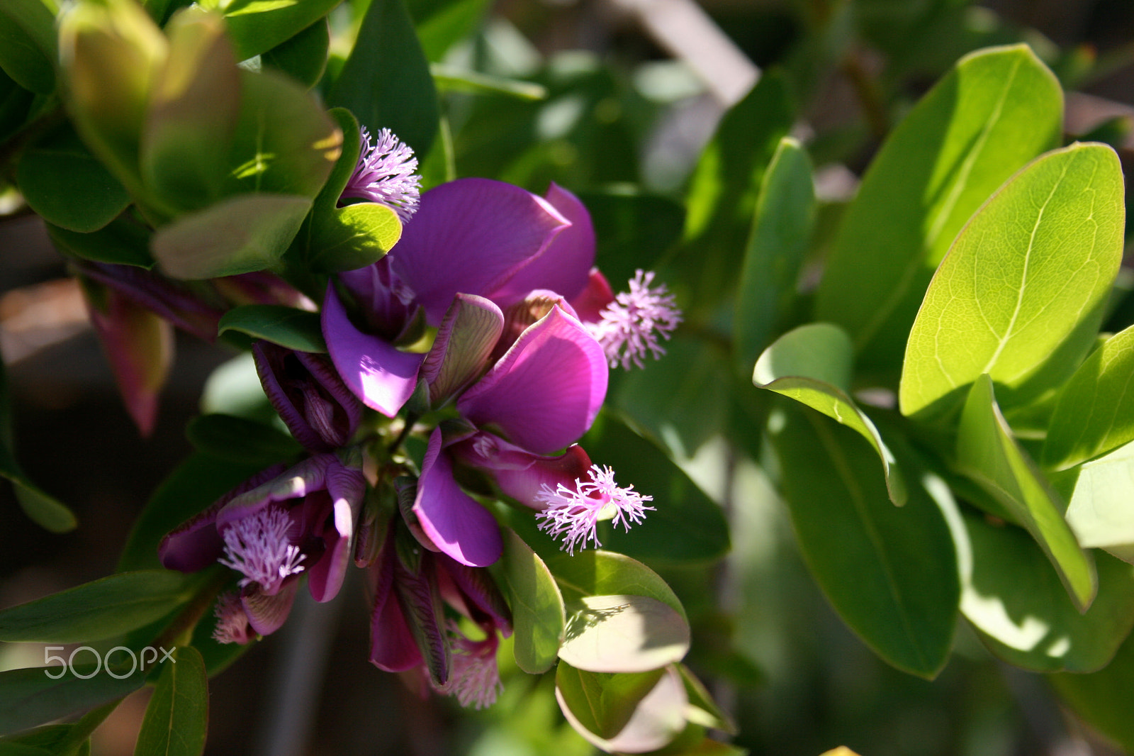 Canon EF-S 18-55mm F3.5-5.6 sample photo. Purple juice photography