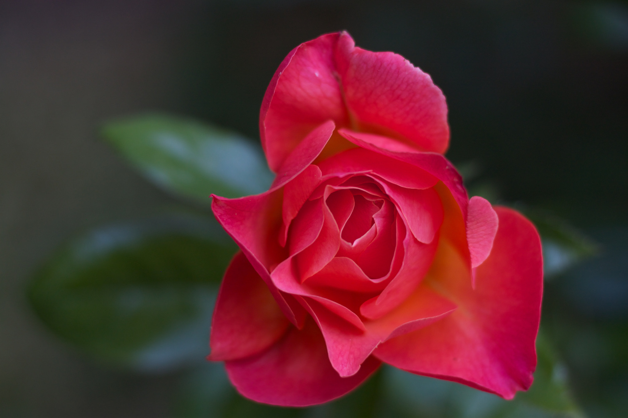 Canon EOS 500D (EOS Rebel T1i / EOS Kiss X3) sample photo. Simply a beautiful red rose. photography