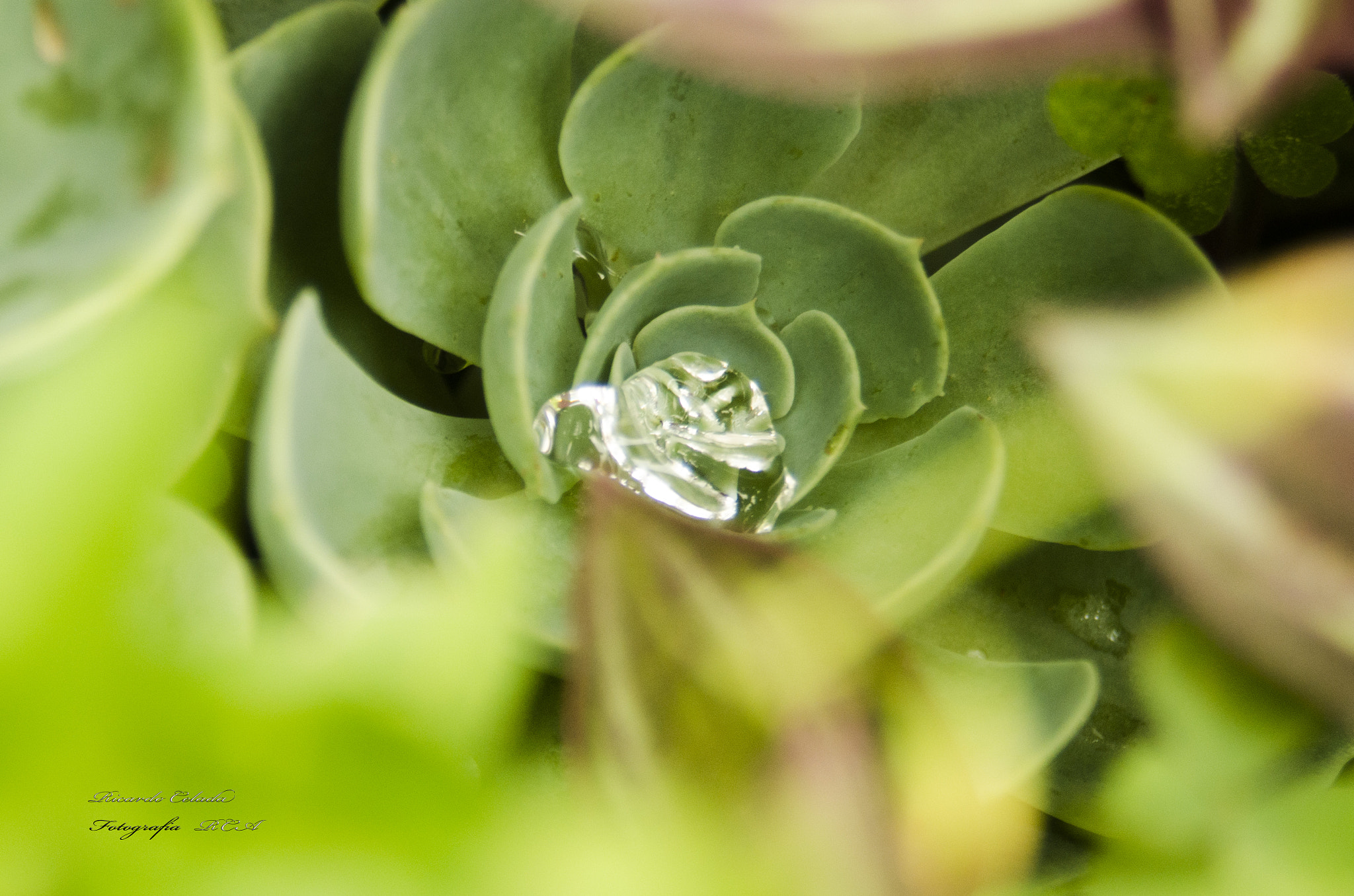 AF Zoom-Nikkor 28-80mm f/3.3-5.6G sample photo. Gota de agua photography