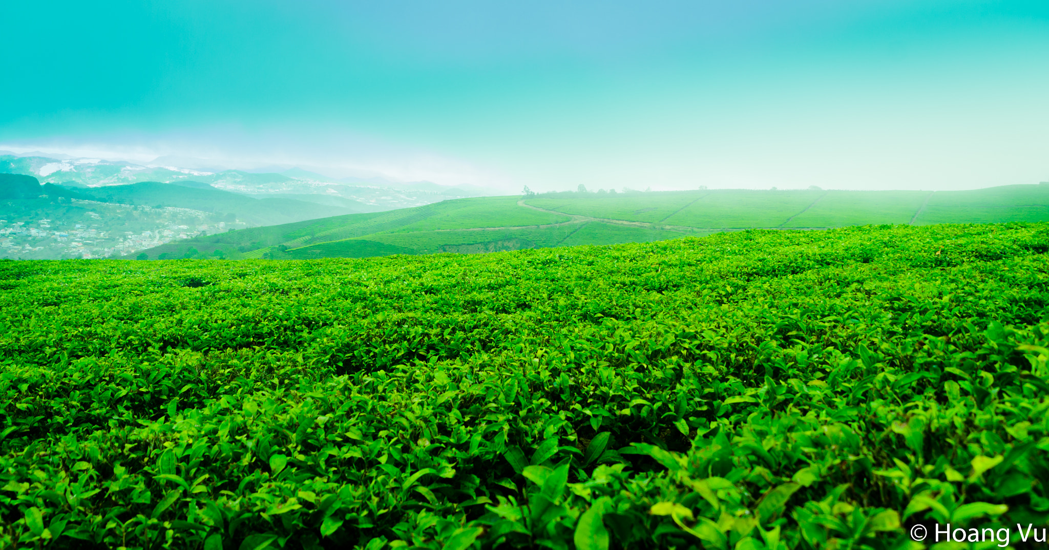 Nikon D3100 + Sigma 18-200mm F3.5-6.3 DC sample photo. Tea plant in the hill photography
