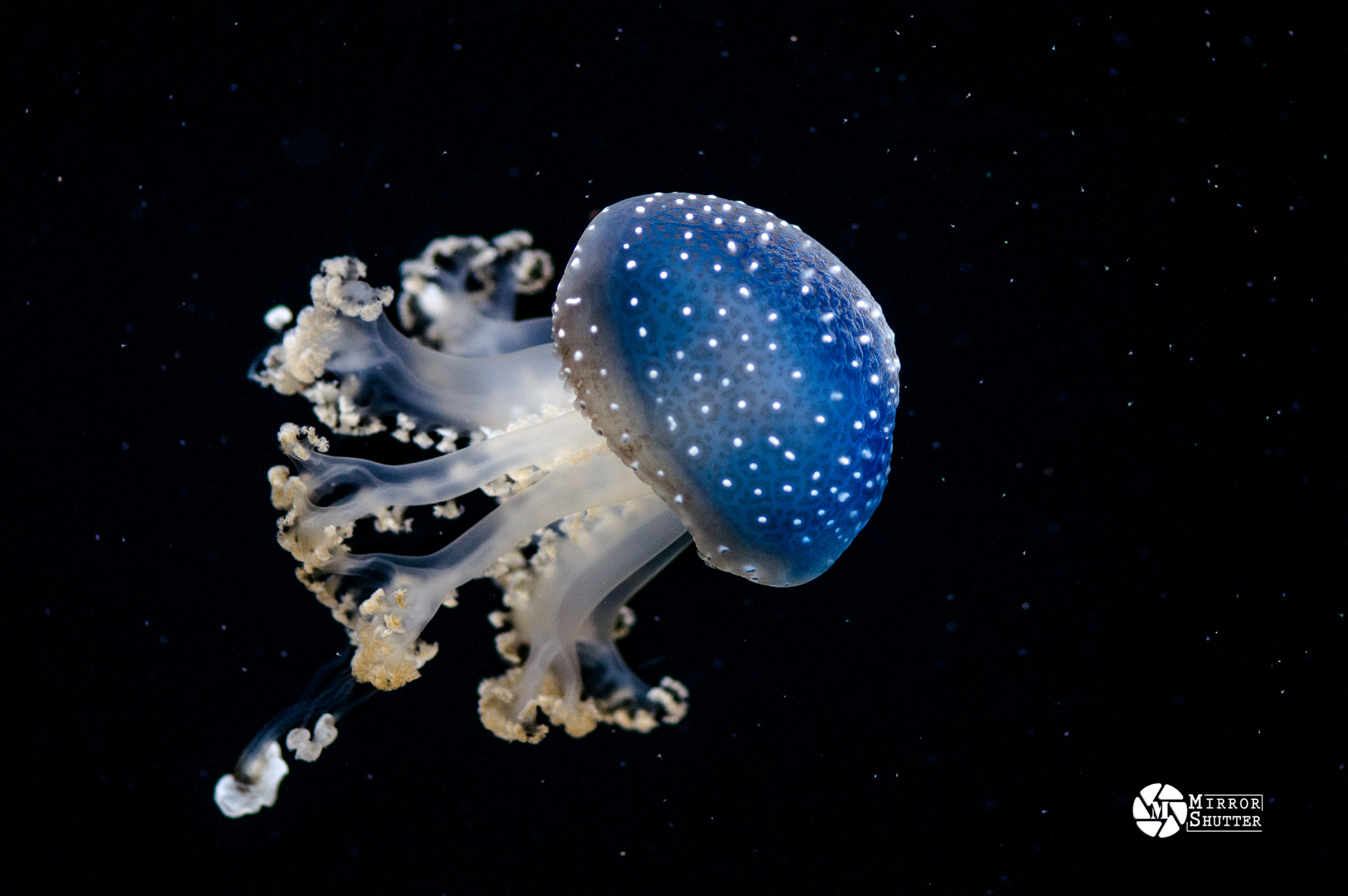 Nikon AF-S Micro-Nikkor 105mm F2.8G IF-ED VR sample photo. Jelly fish photography